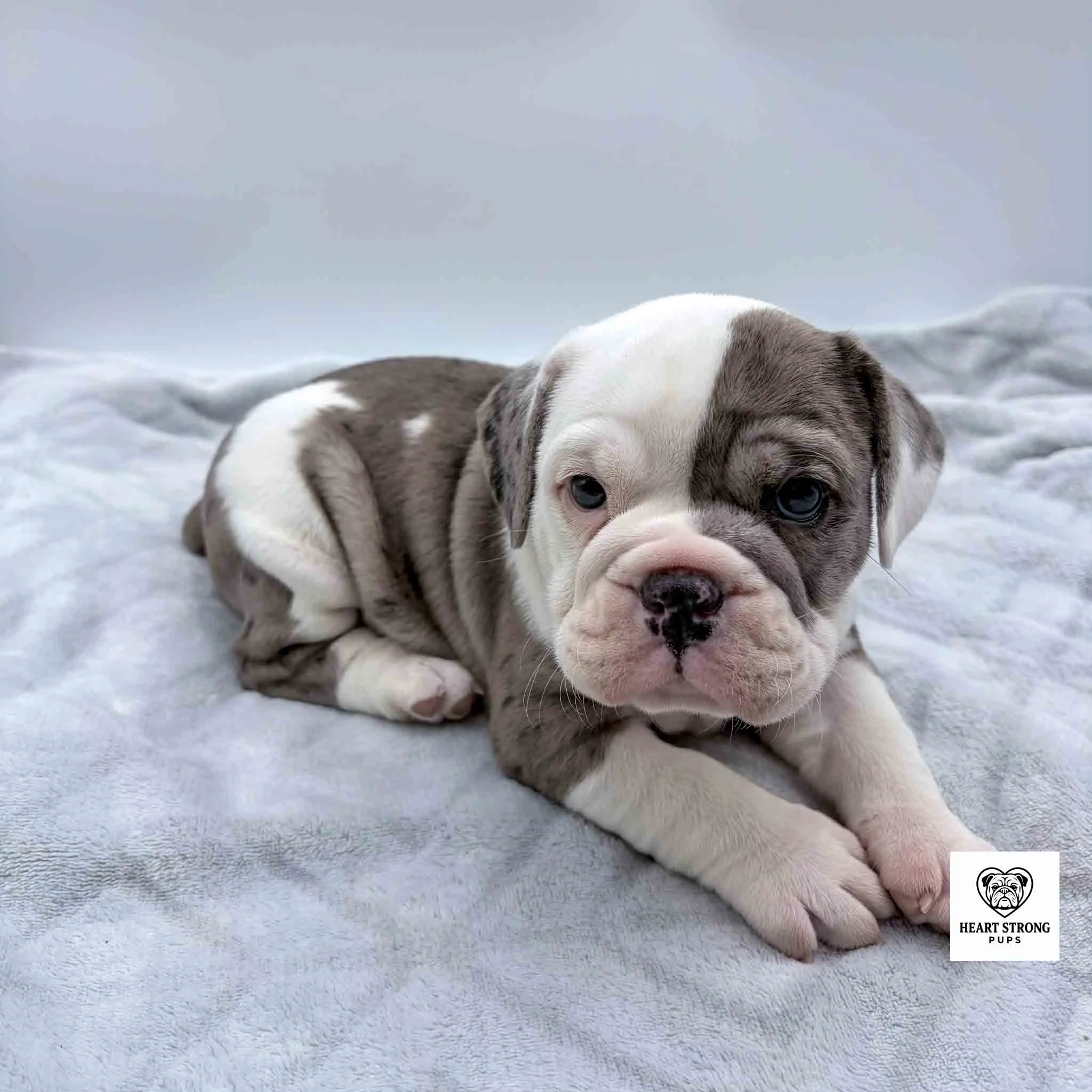 white and grey pup laying on gray blanket