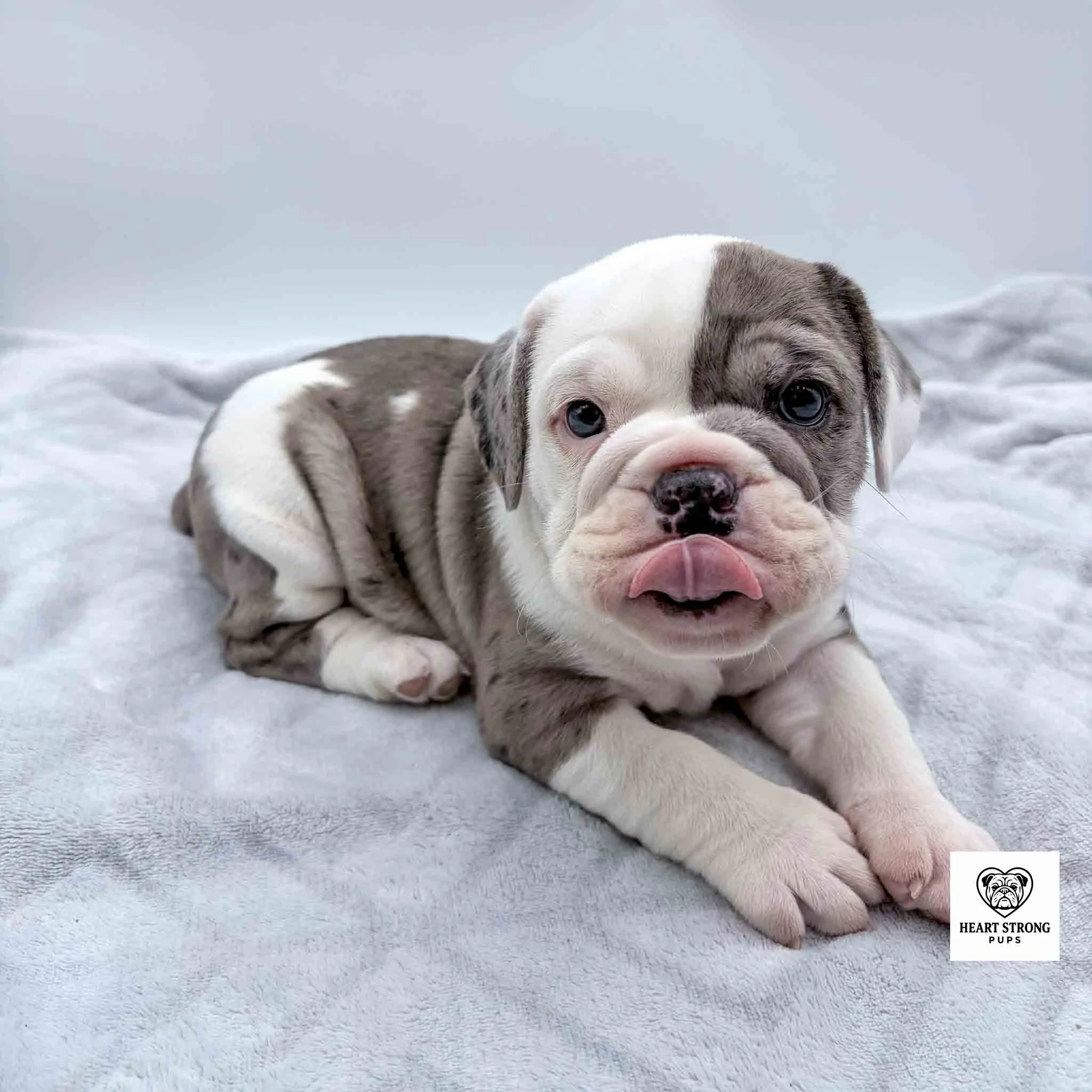 brindle colored puppy with lots of white, red tongue sticking out