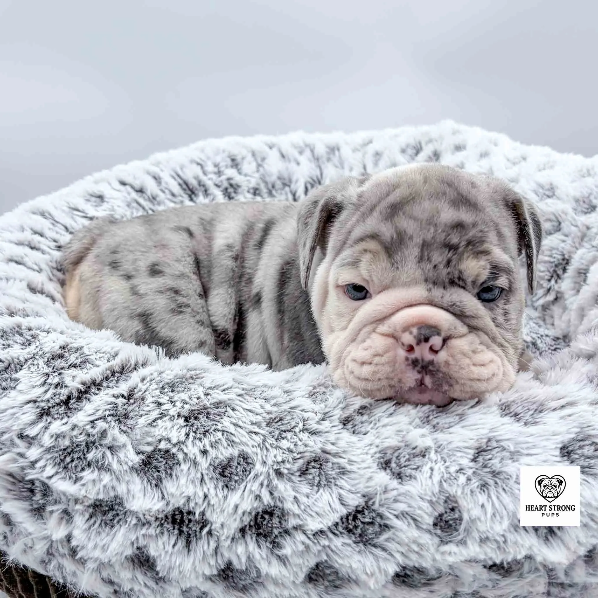 light grey puppy lying in dog bed