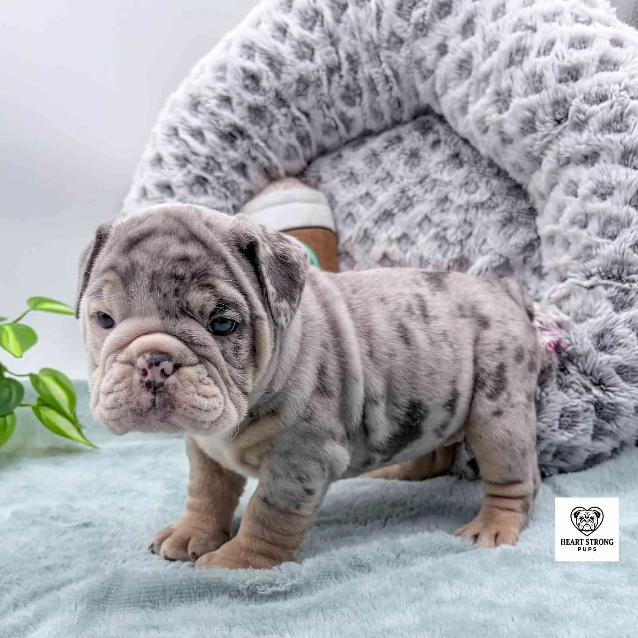 grey puppy standing in front of dog bed