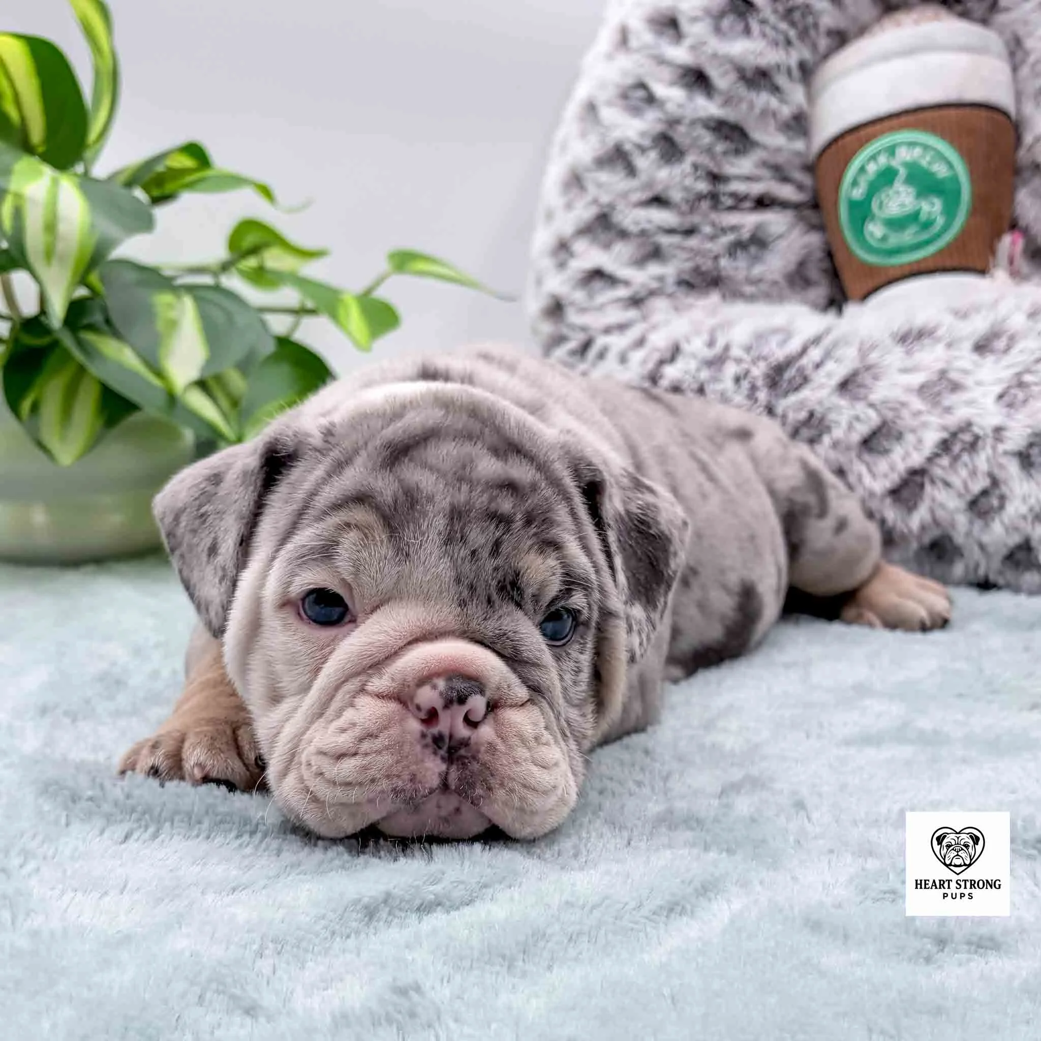 light grey puppy lying on blanket with coffee toy in background