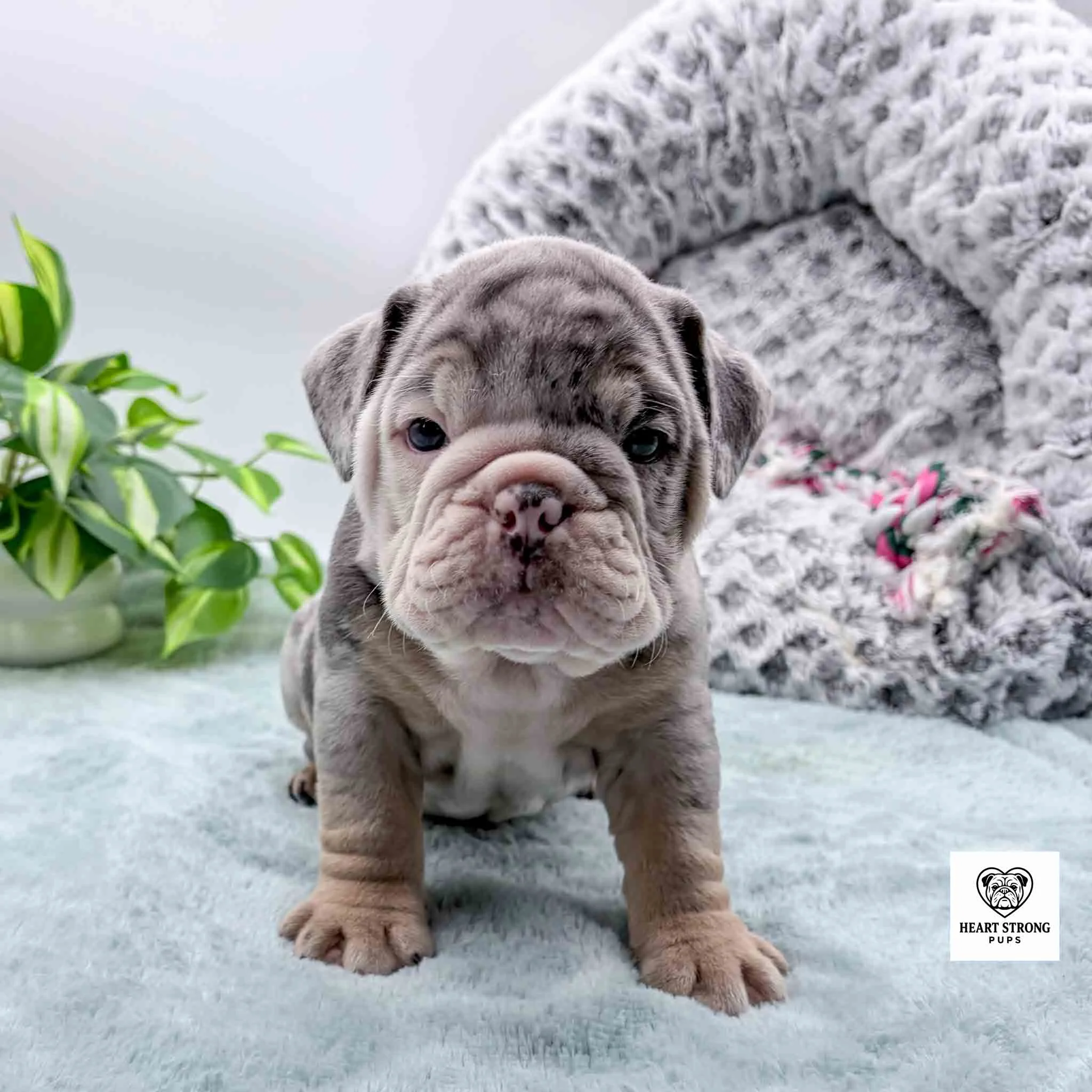 drey puppy with dark grey markings and tan on bottom part of lets