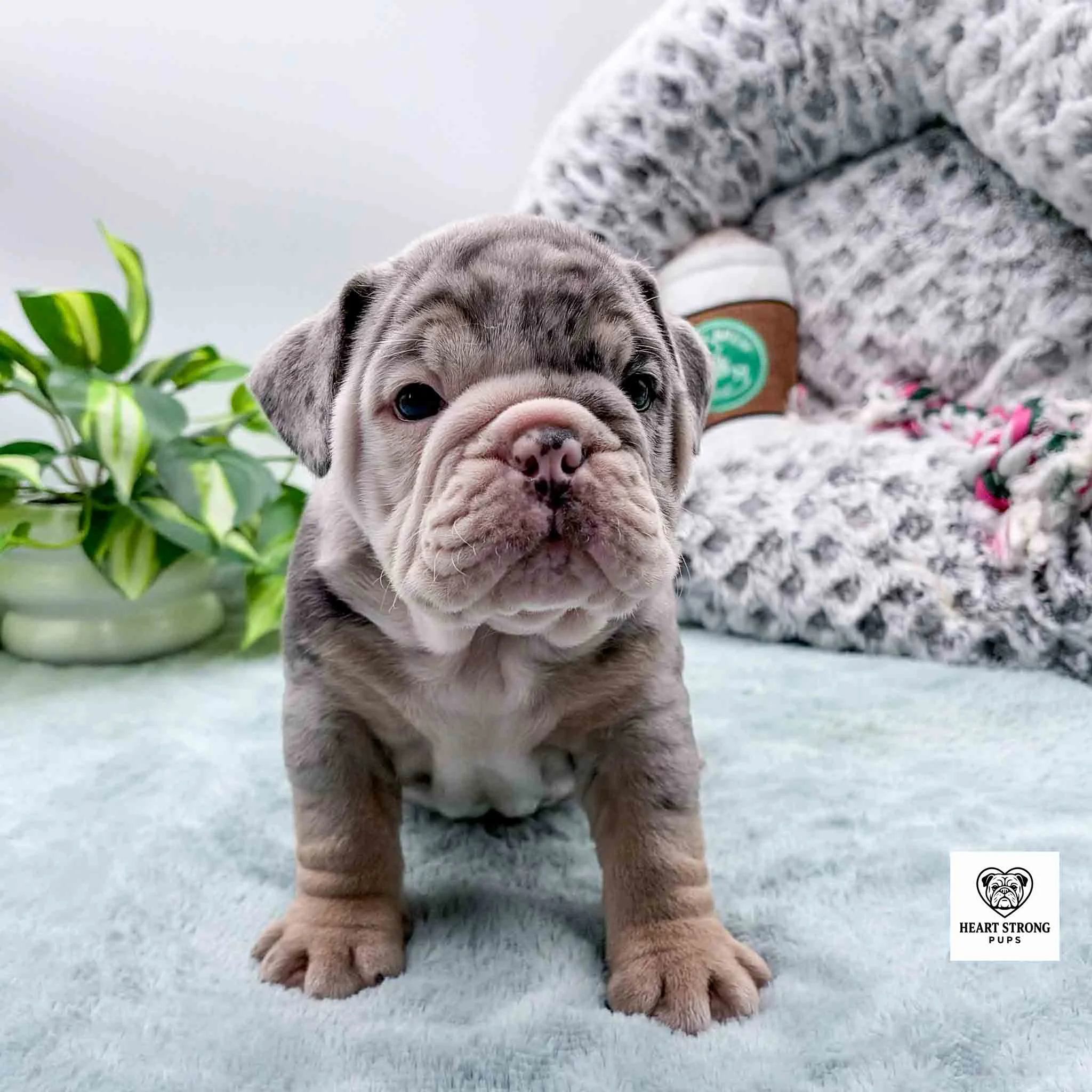 grey puppy with tan feet sitting in front of dog bed