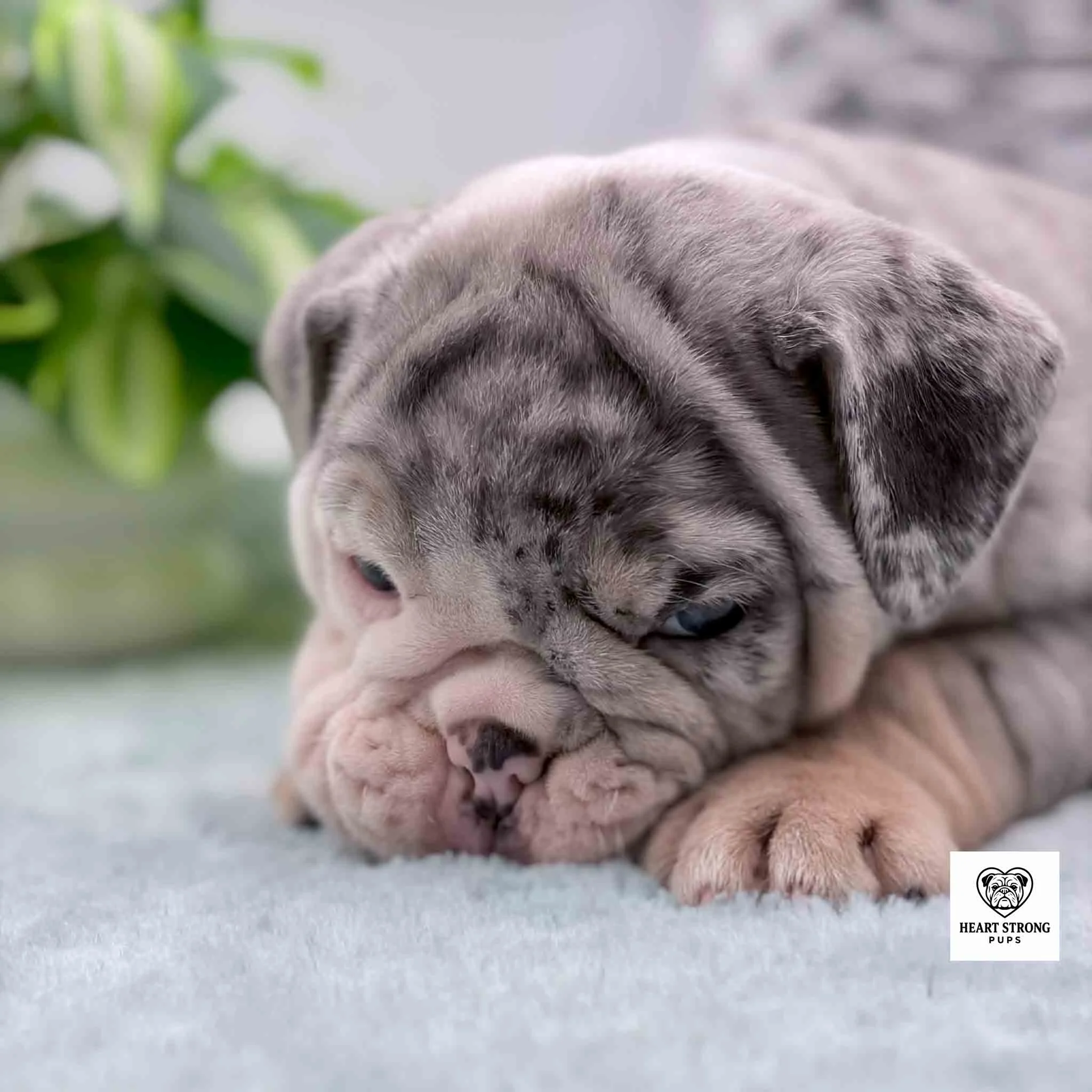 light grey puppy face with tan paws, close up