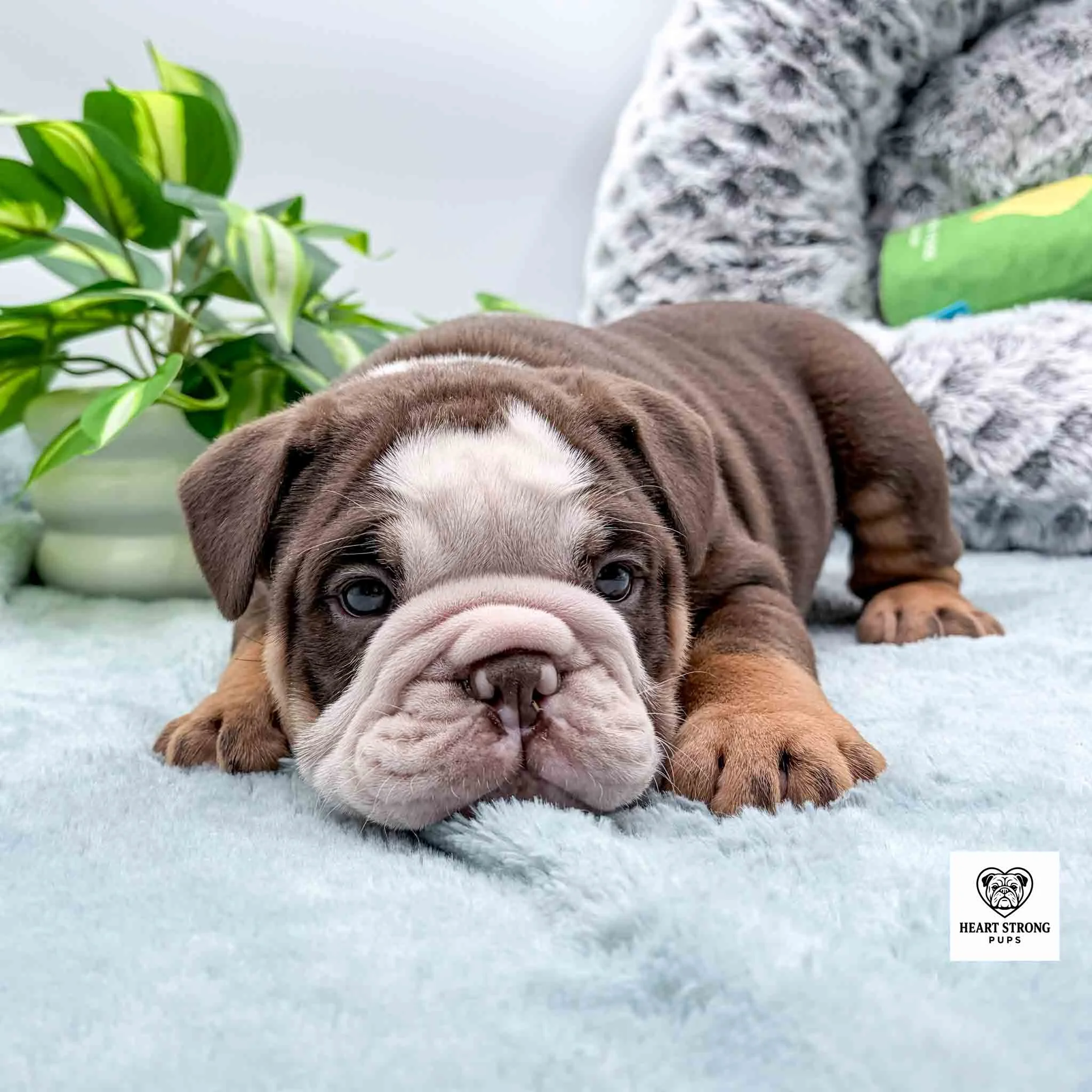brown puppy with tan paws laying on light green blanket