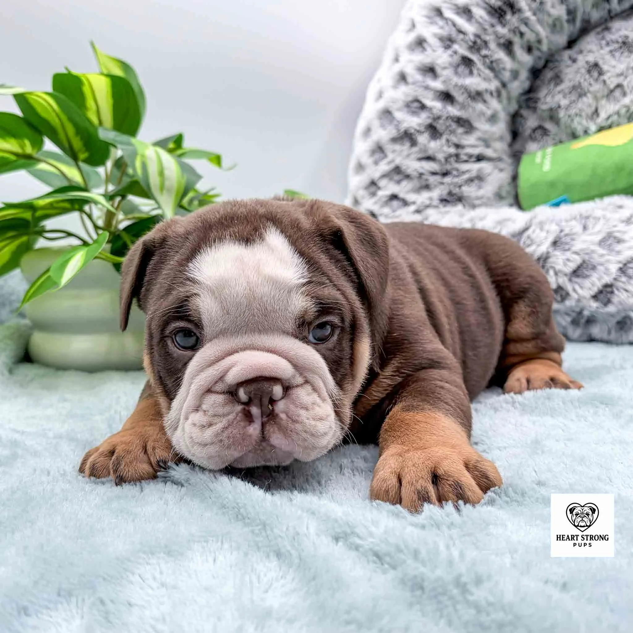 dark brown and tan pup with white on face with dark green plant in back