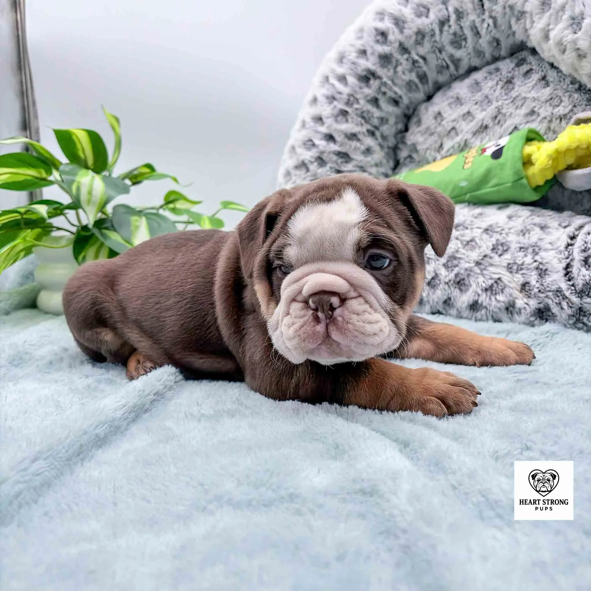 dark brown and tan puppy with wide white face with scrunched up nose