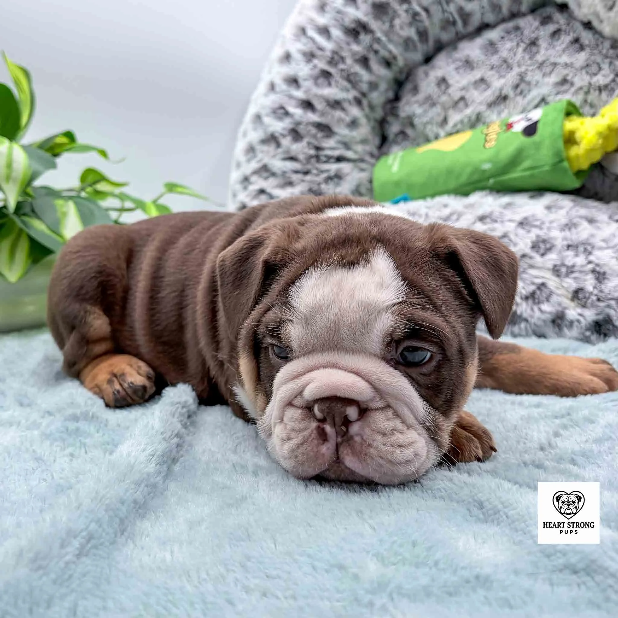dark brown puppy with tan on feet, a green toy in dog bed