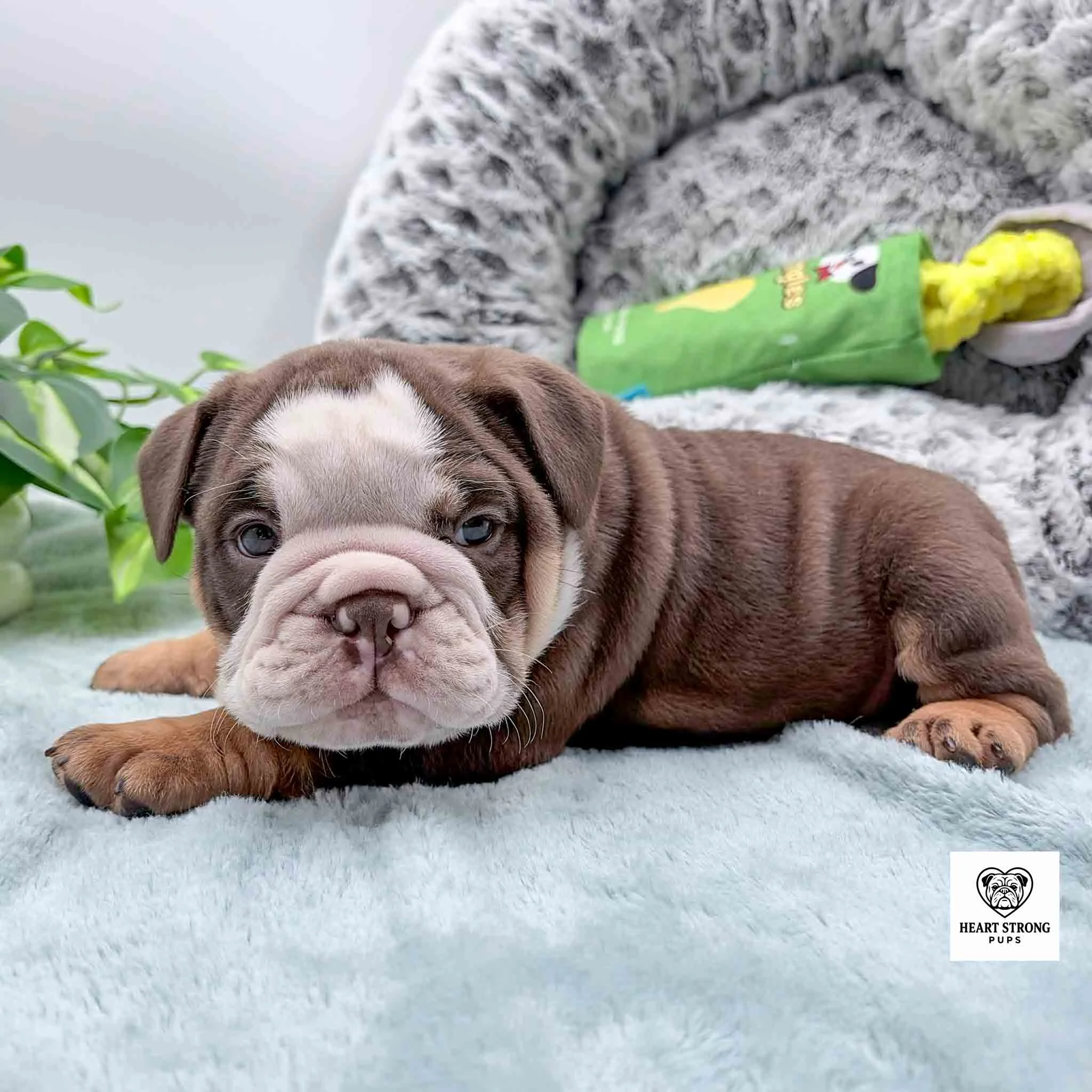 barn and tan mini bulldog puppy with white on face and brown around the eyes