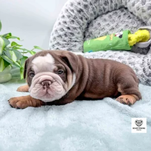 dark brown and tan with white on face and a little pink nose