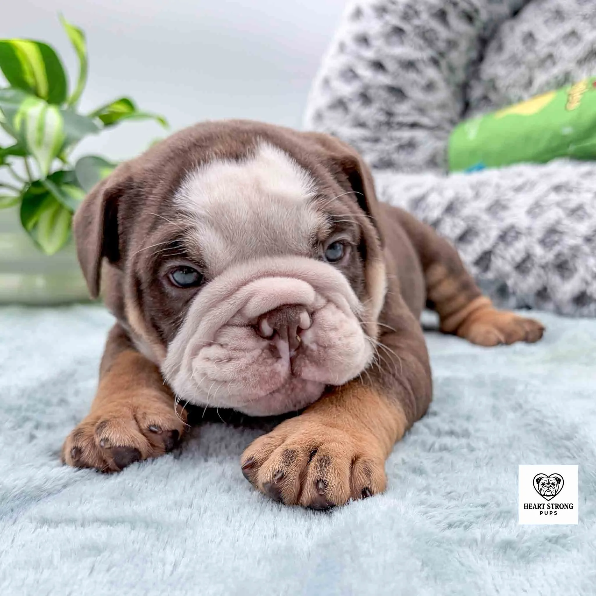 dark brown and tan puppy with wide white mark on face with a green puppy toy in background