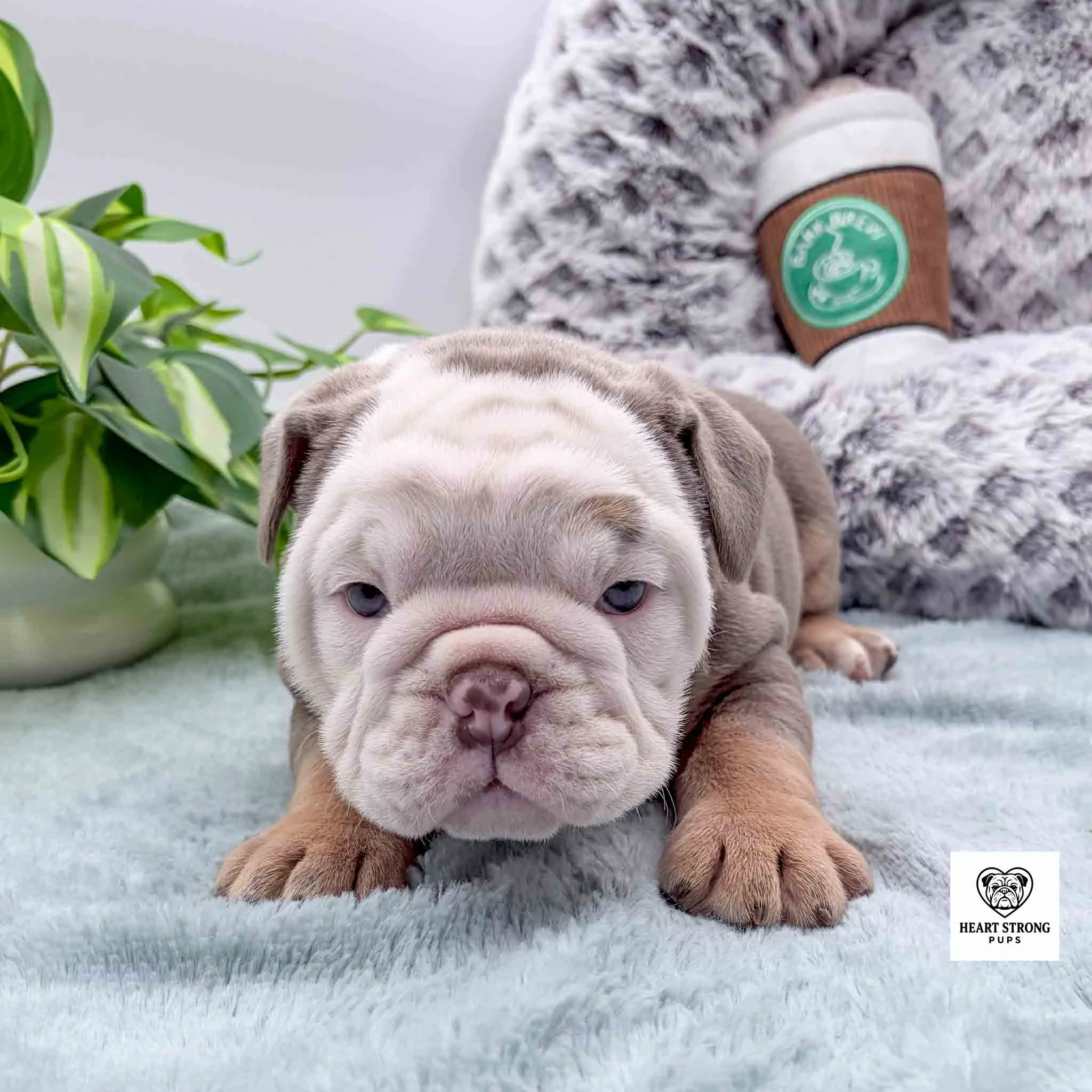 brown and tan puppy with white face and a little pink nose