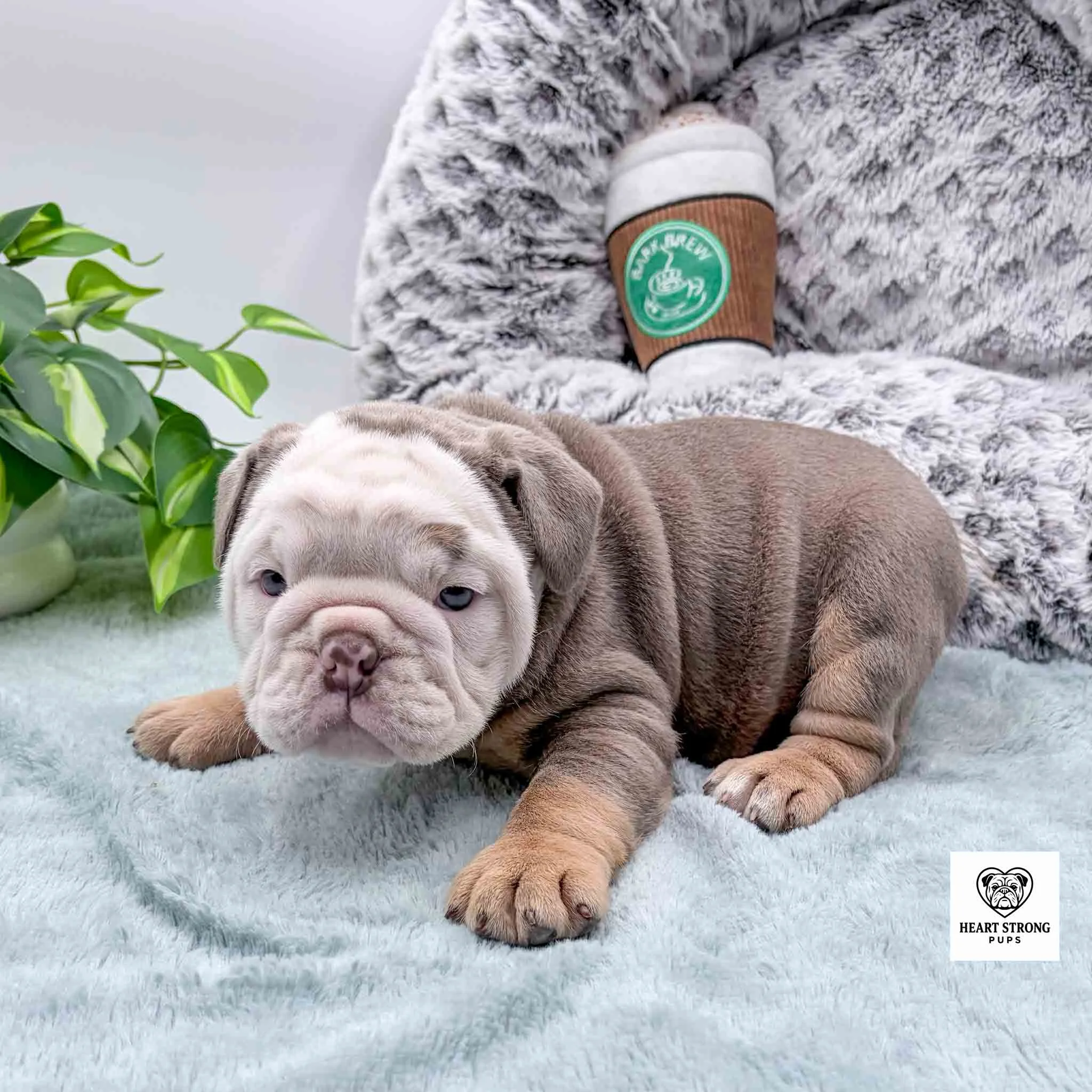 brown and tan puppy with white face and a tiny brown mark above right eye