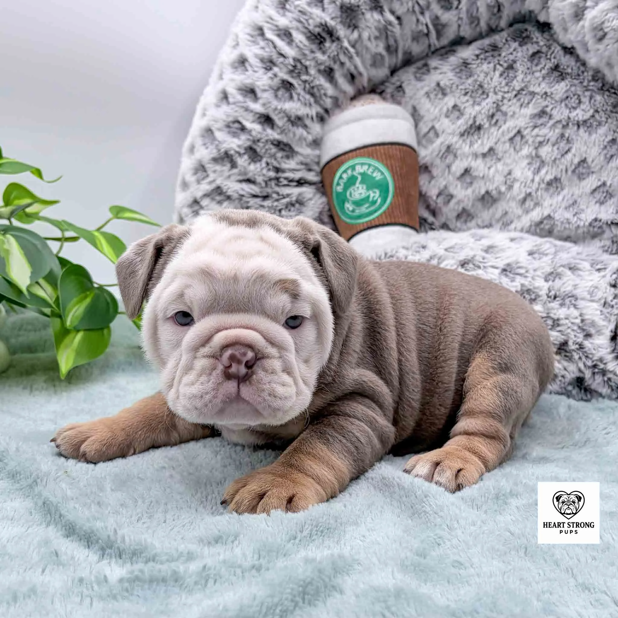 lilac colored puppy with full white face in front of dog bed and coffee puppy toy