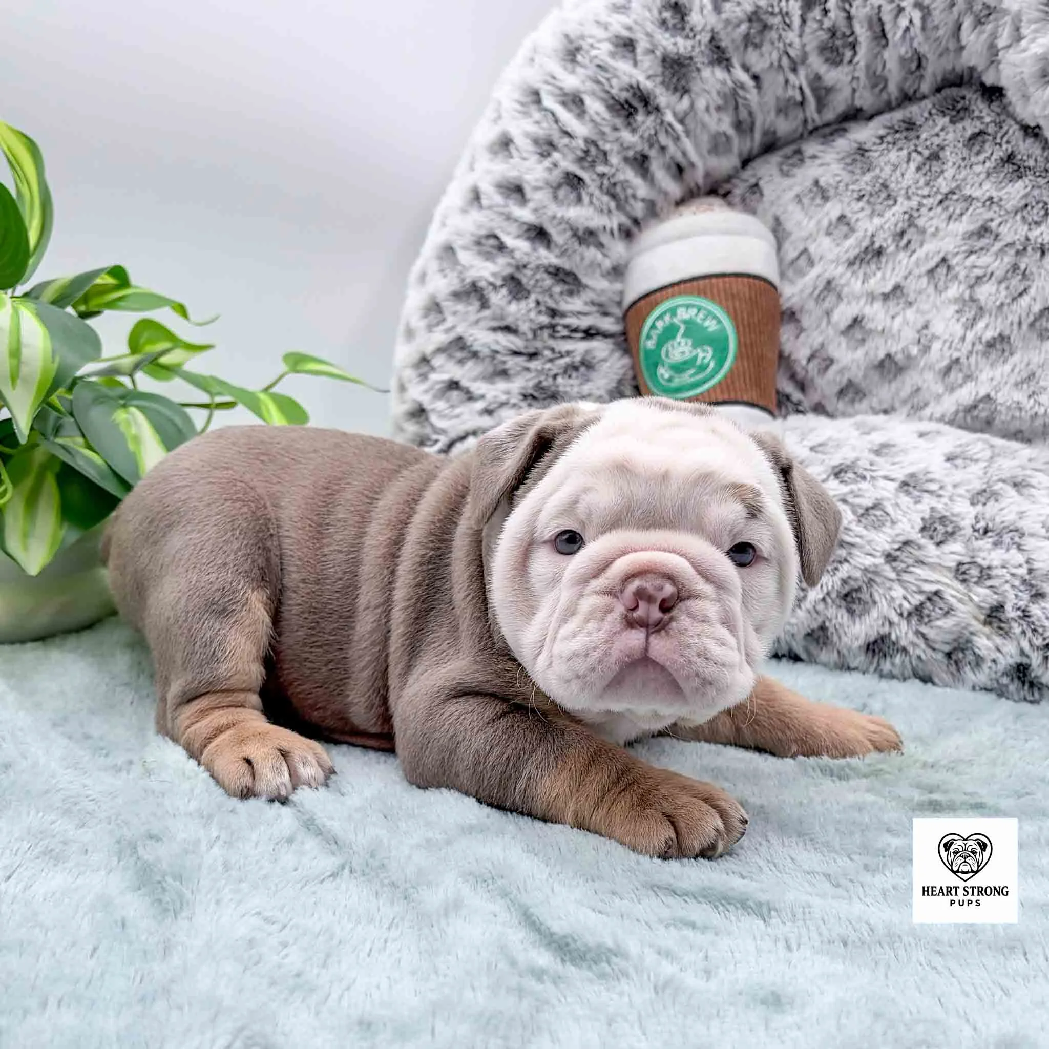 brown and tan puppy with full white face in front of a green plant