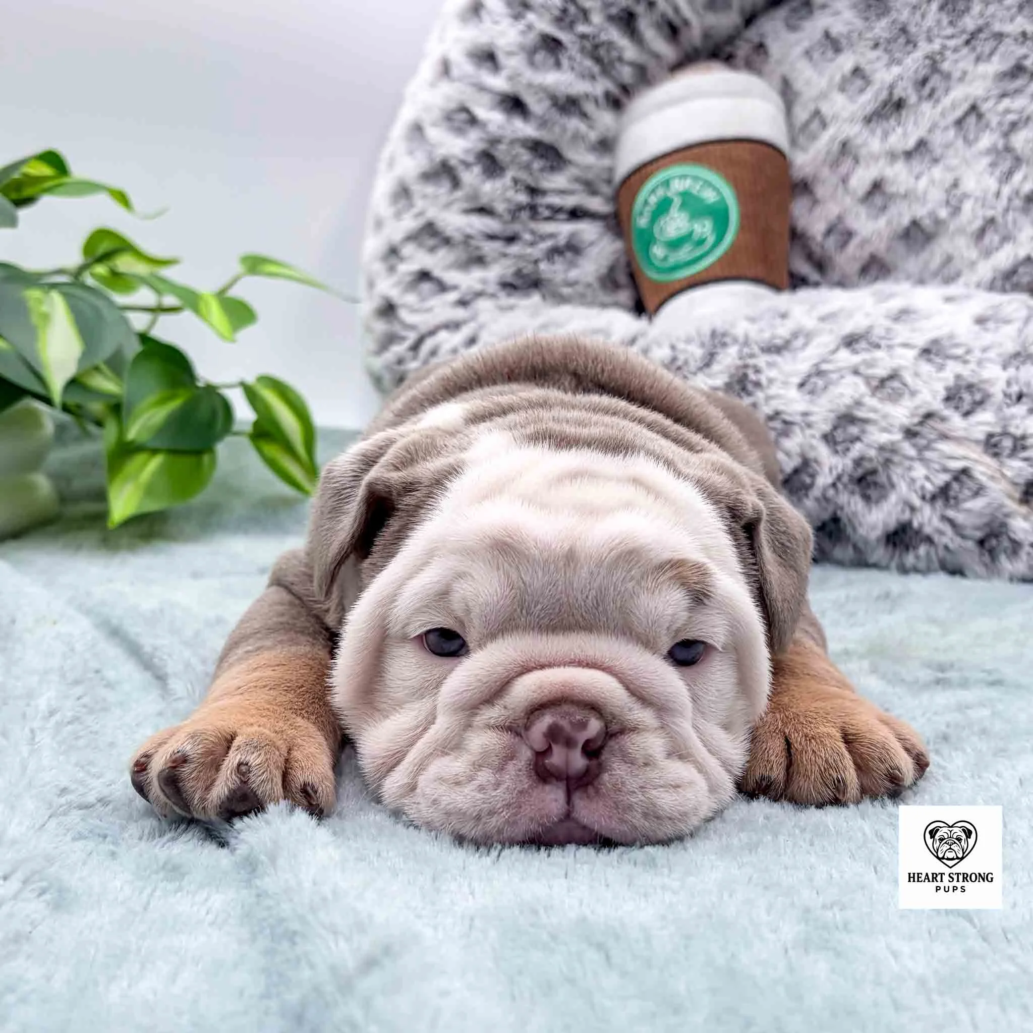 full white faced puppy head laying on blanket, coffee toy in background