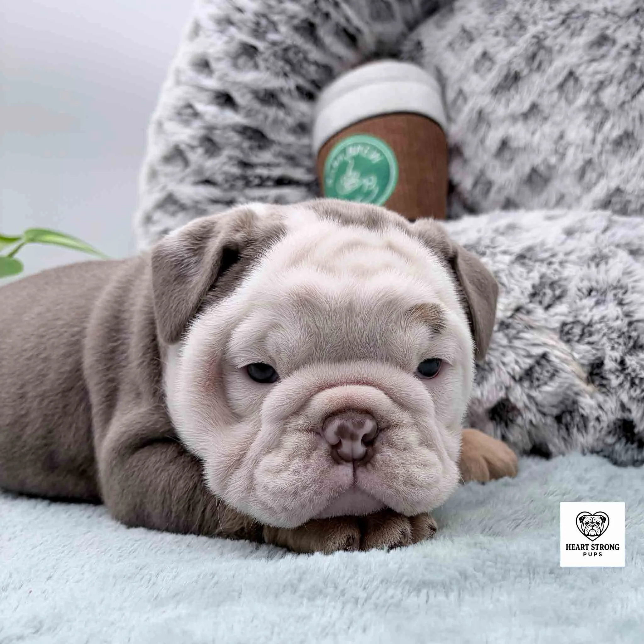 brown puppy with full white face, head laying on paw