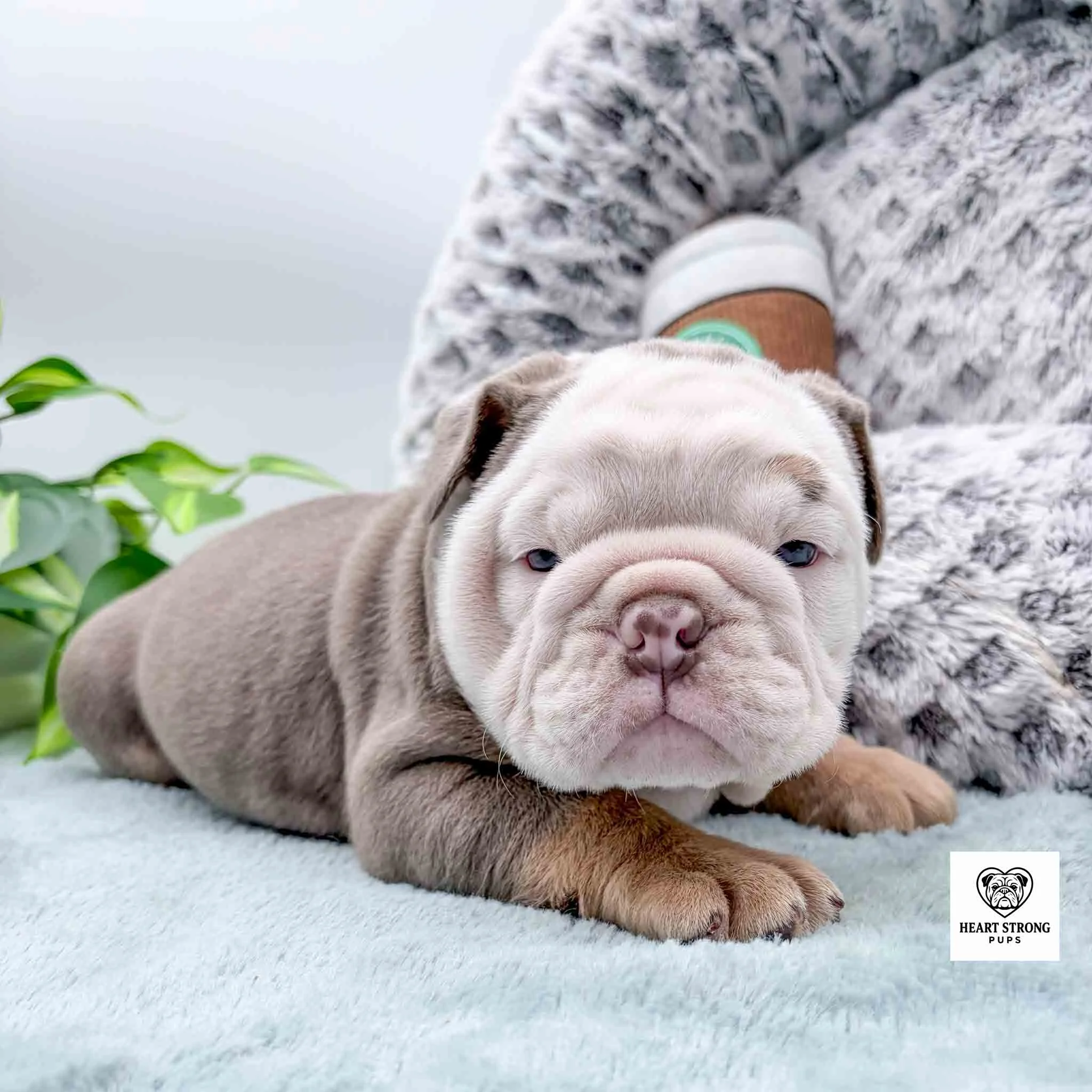 full white face puppy with tiny brown mark above right eye