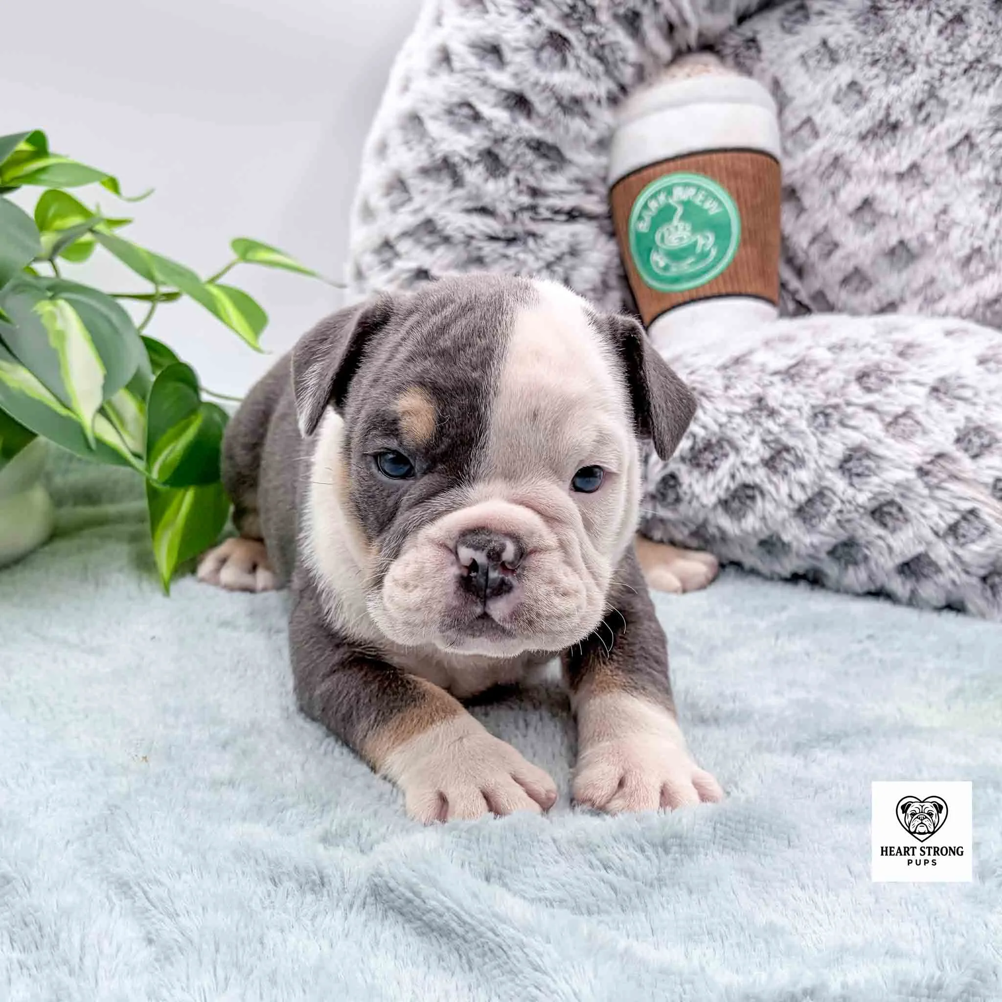 dark gray and white puppy with tan markings laying in front of dog bed with coffee toy