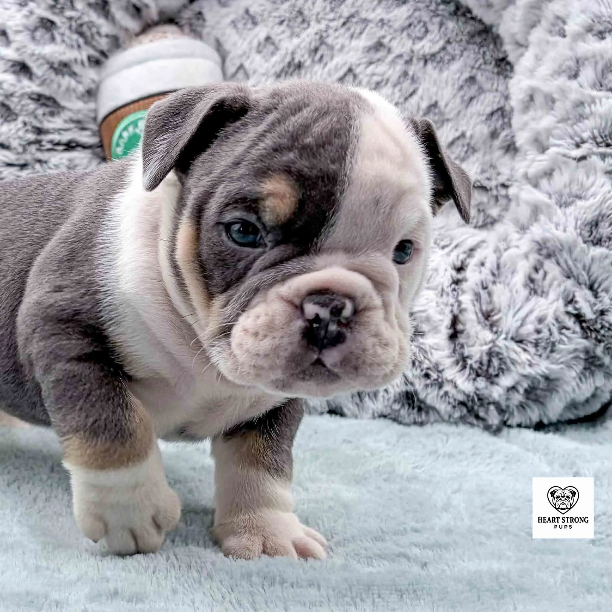 dark gray and white puppy with tan markings walking