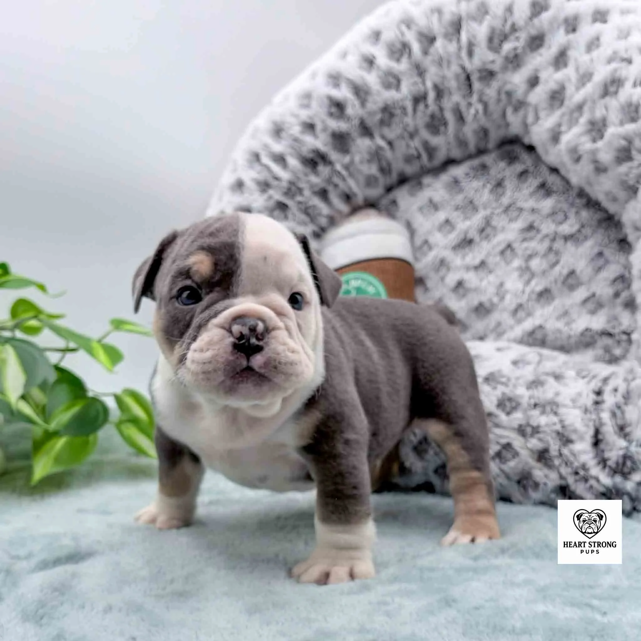 dark gray and white puppy standing in front of dog bed
