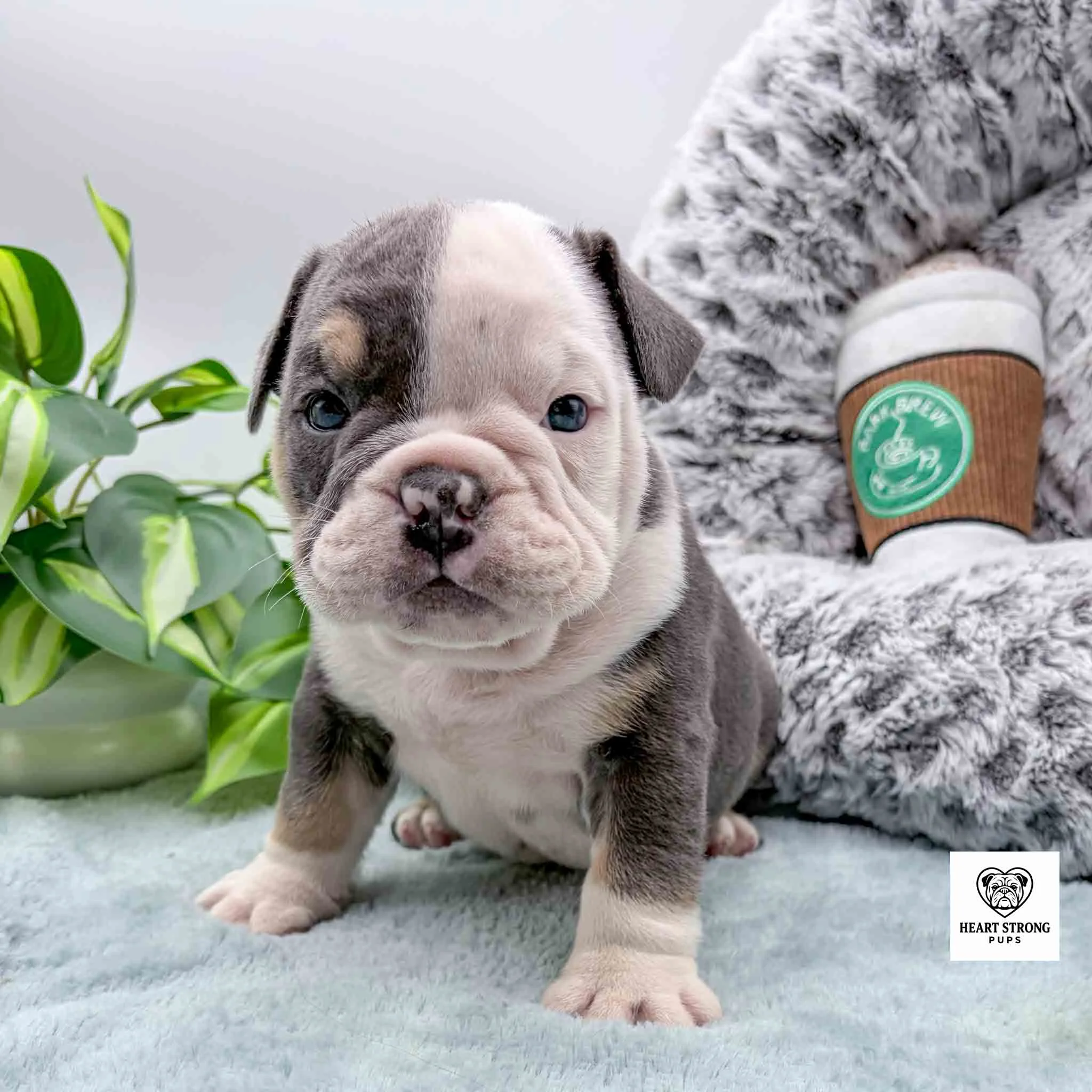 gray and white puppy with tan spots and white feet