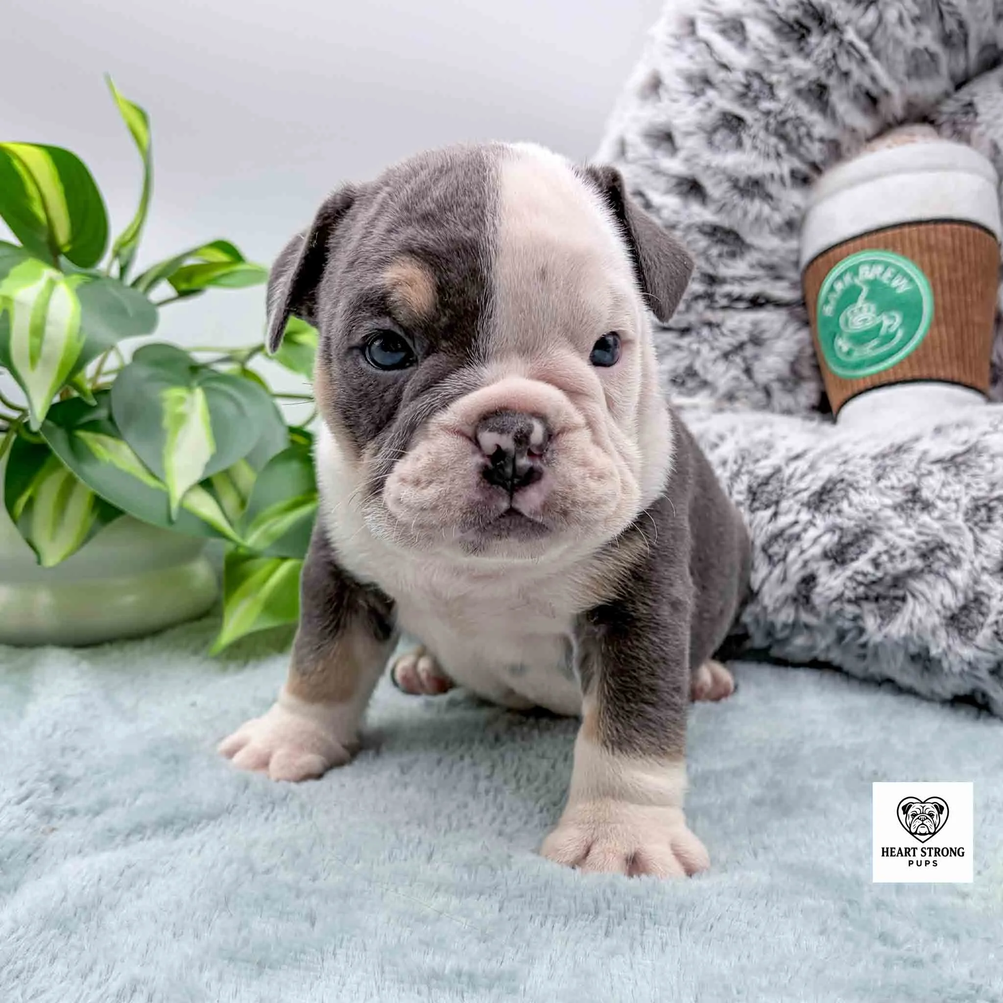 dark gray puppy with white on chest and legs