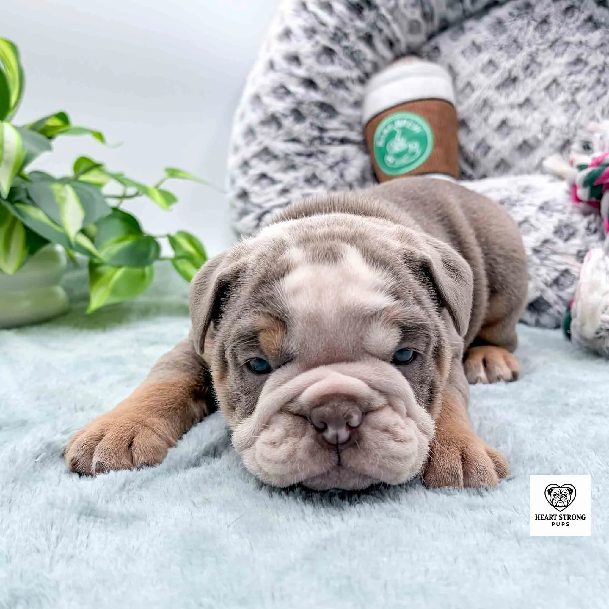 lilac colored puppy, tan legs, green plant in back