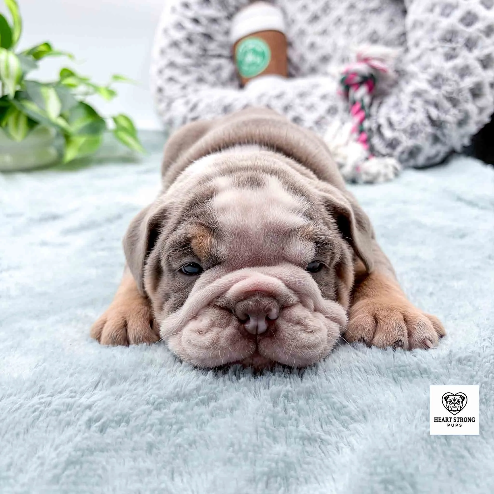 lilac colored English Bulldog puppy with scrunched up nose