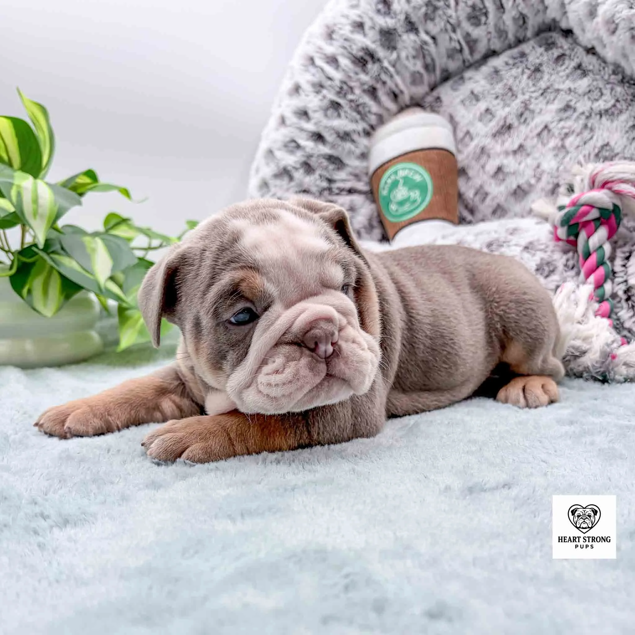 lilac puppy with coffee toy in background
