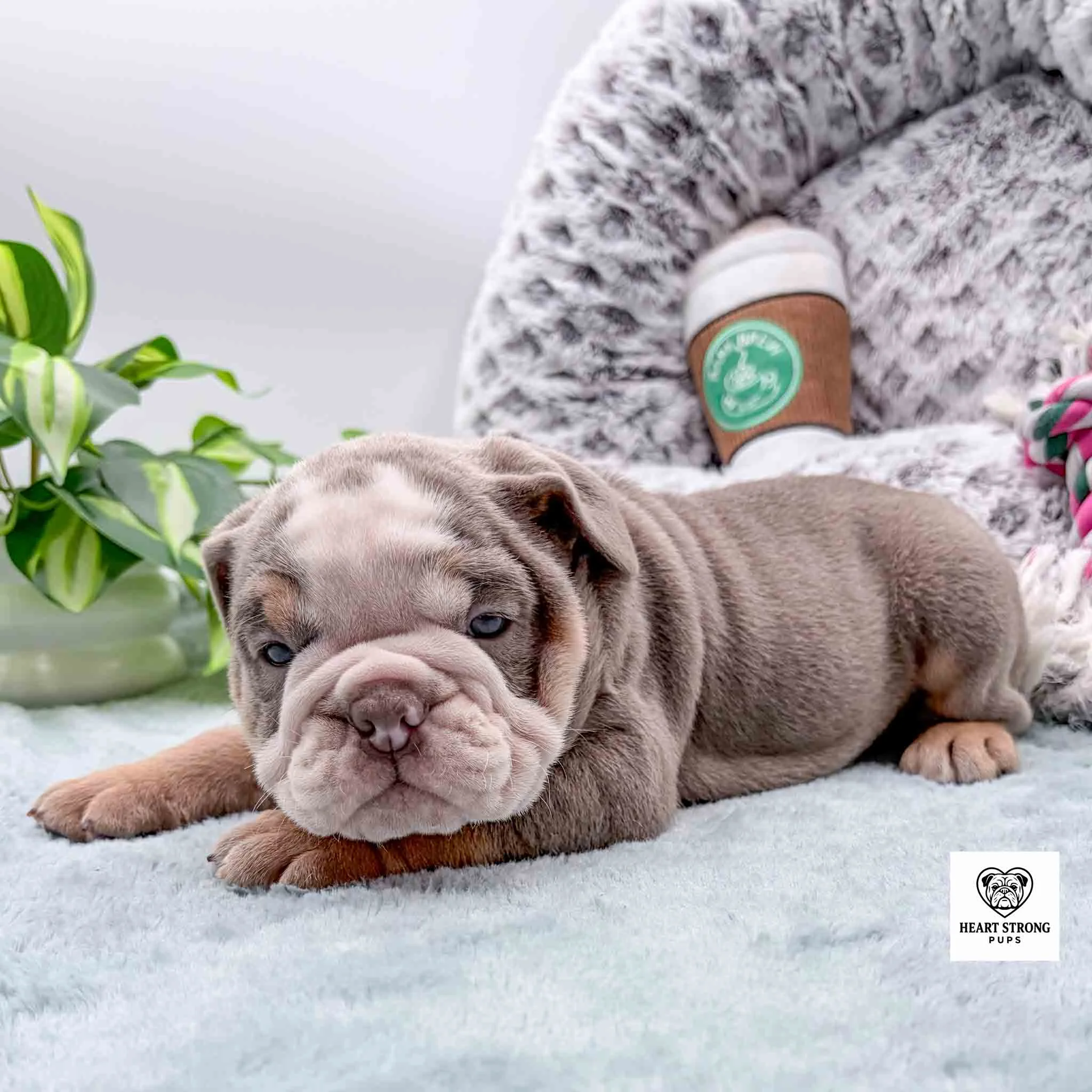 lilac puppy with large white patch on face