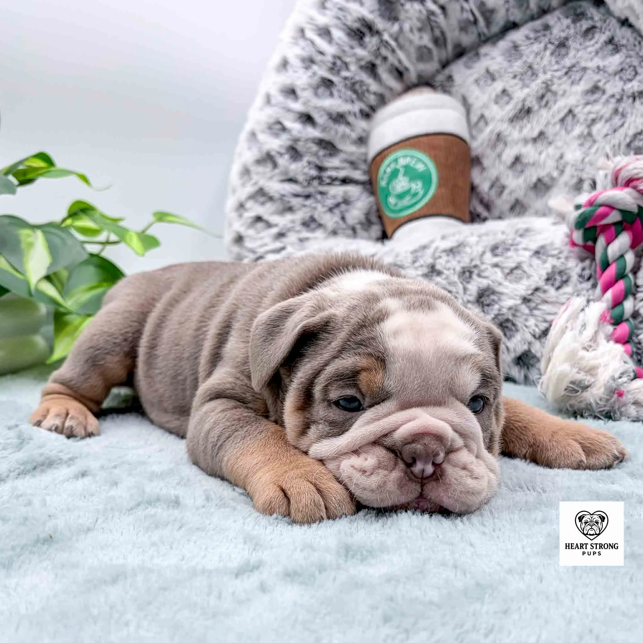 lilac colored puppy lying on blanket in front of white dog bed