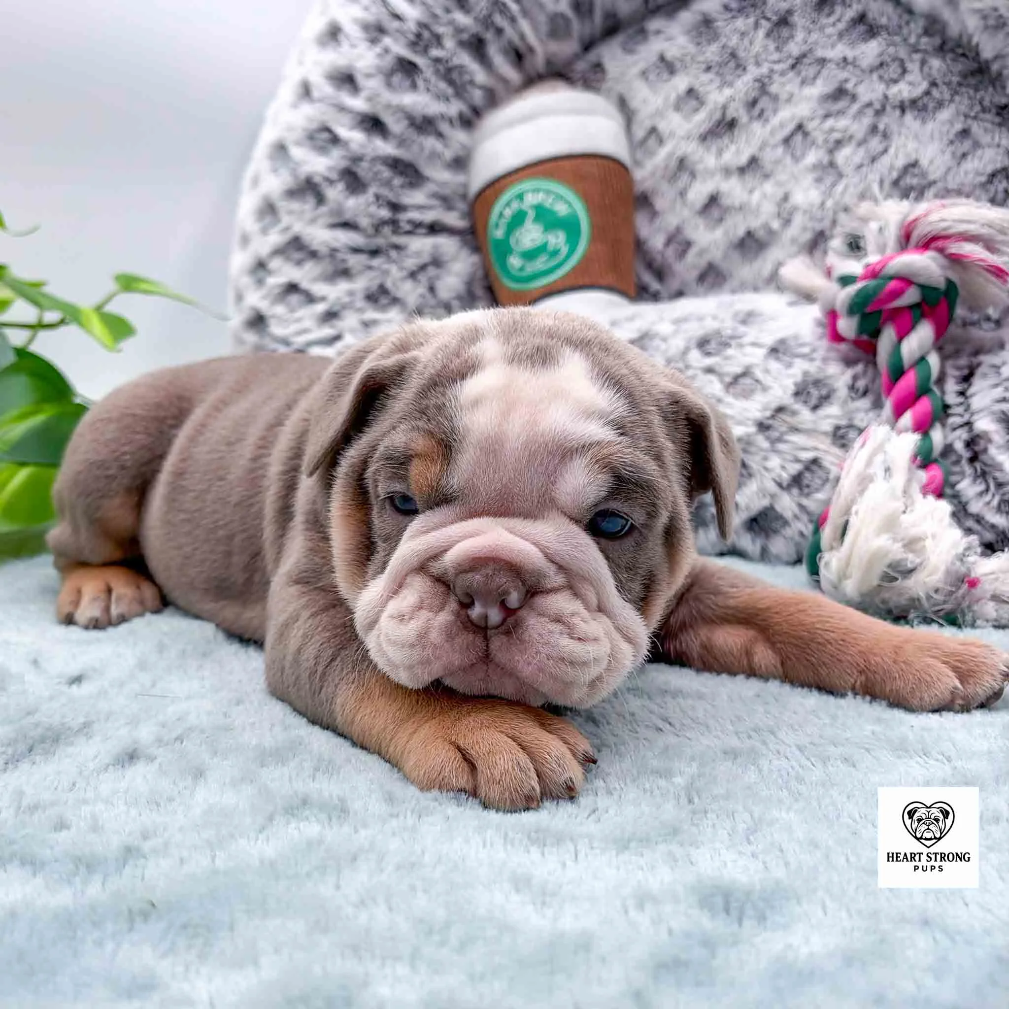 lilac colored puppy with tan spots above the eye and white on face