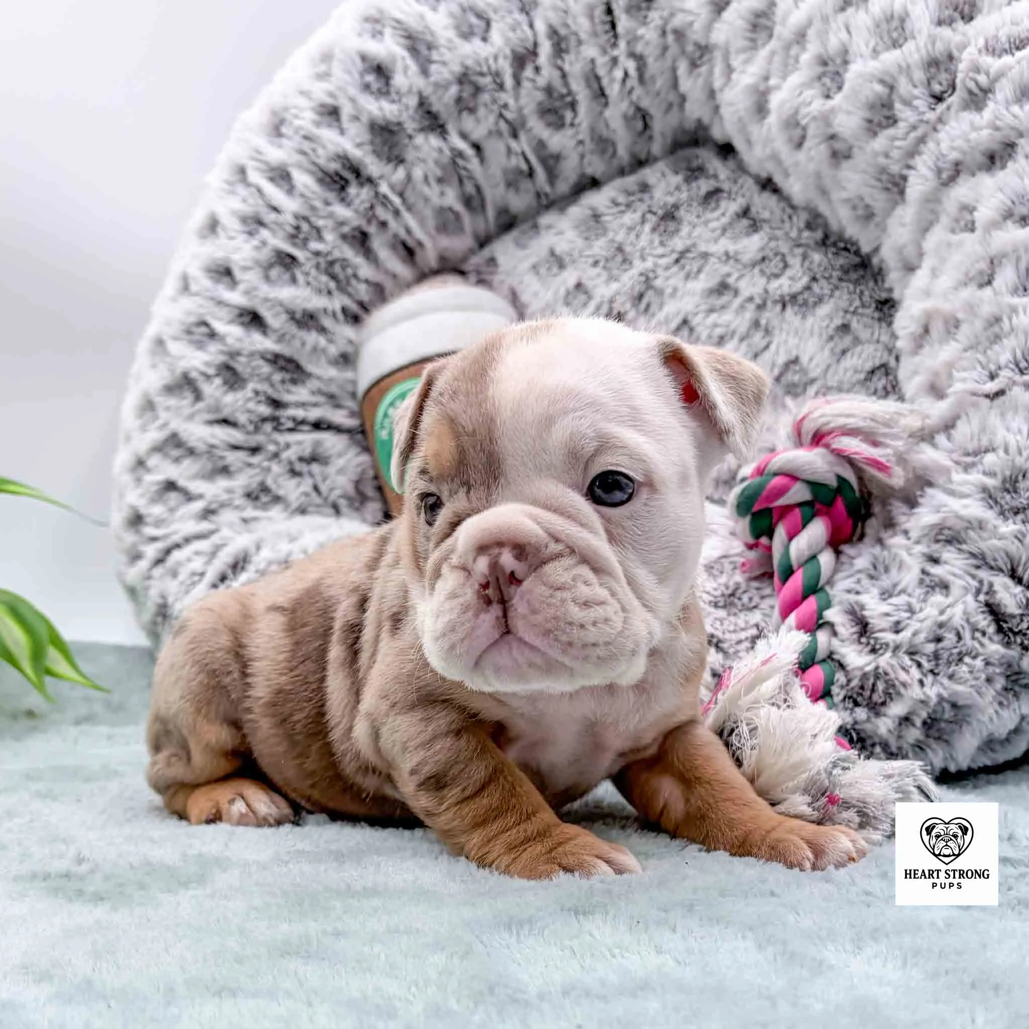brown and tan puppy sitting up in front of dog bed with pink toy rope