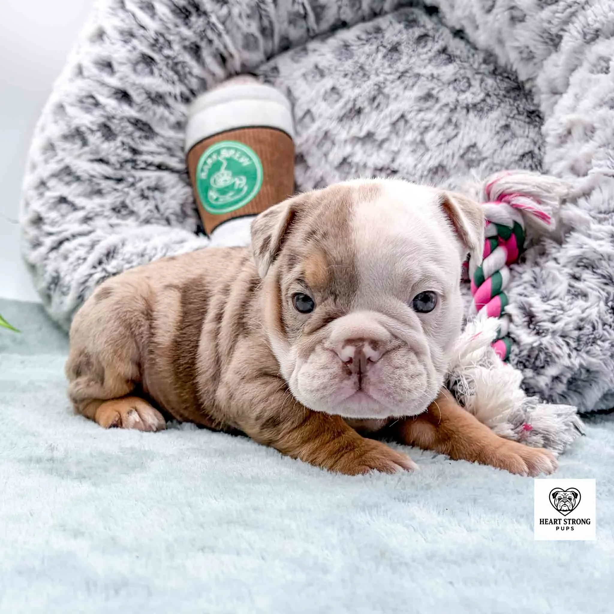 brown tan and white puppy lying in front of dog bed