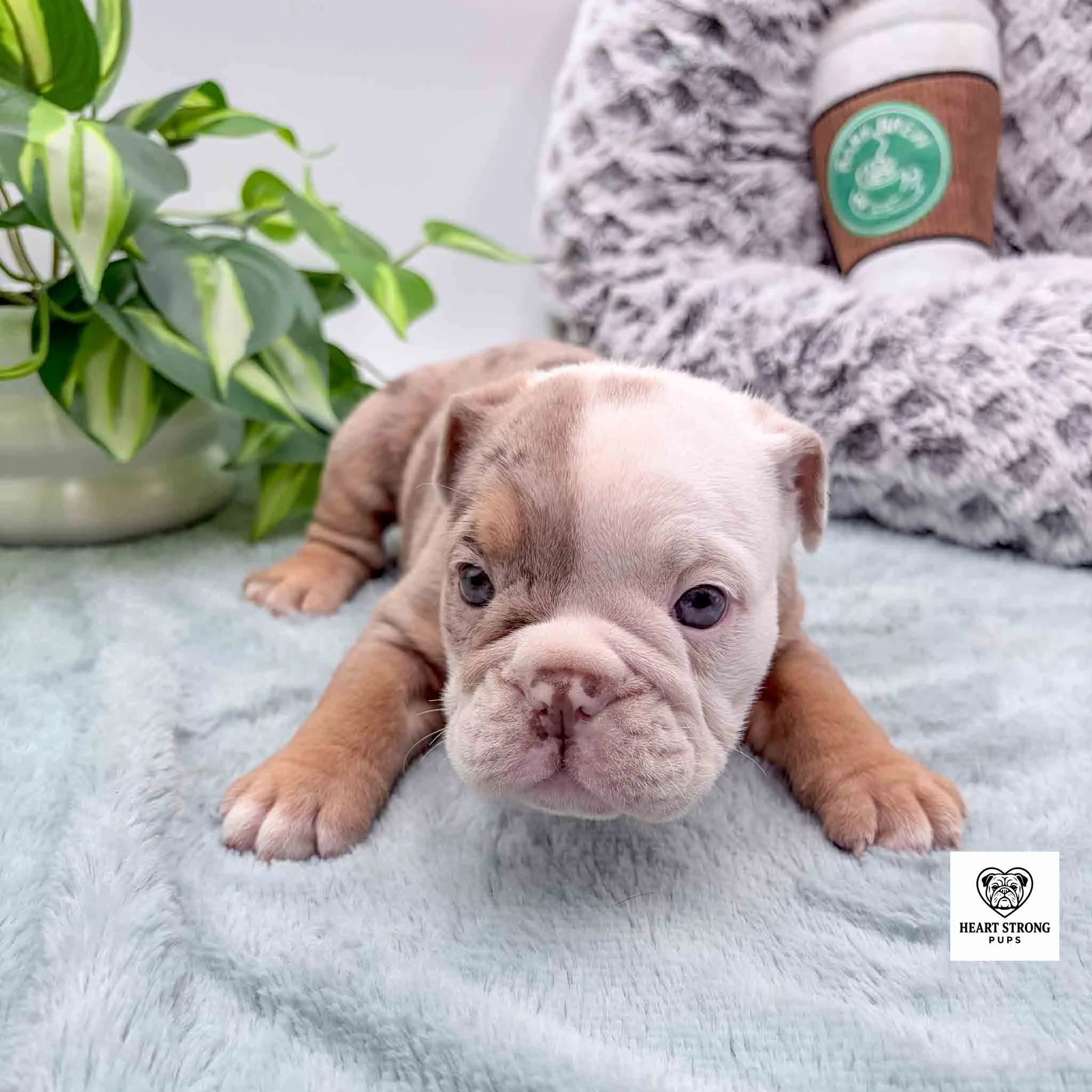 tan and white marked beabull puppy with tiny white on tip of toes