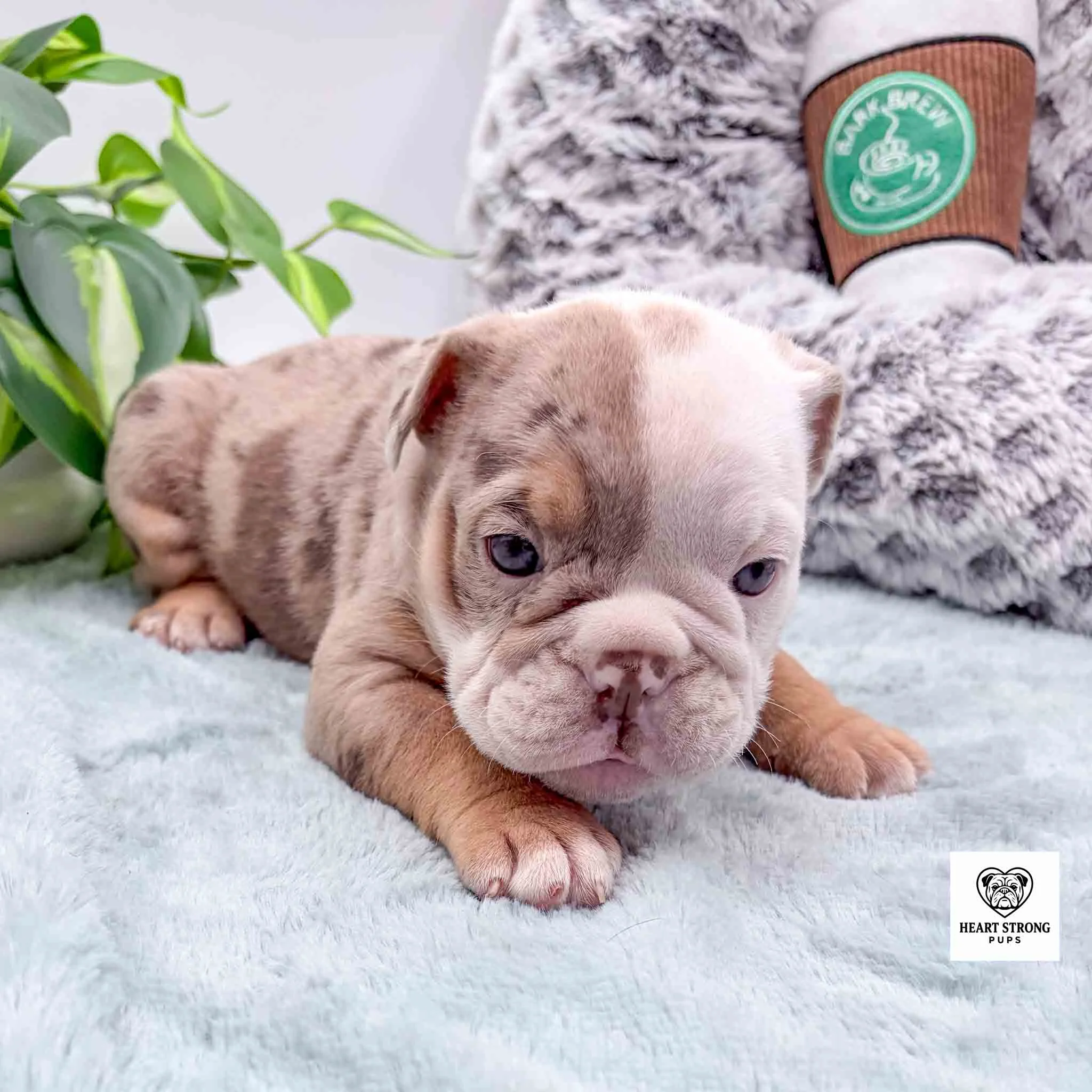 brown and white puppy with darker tan markings