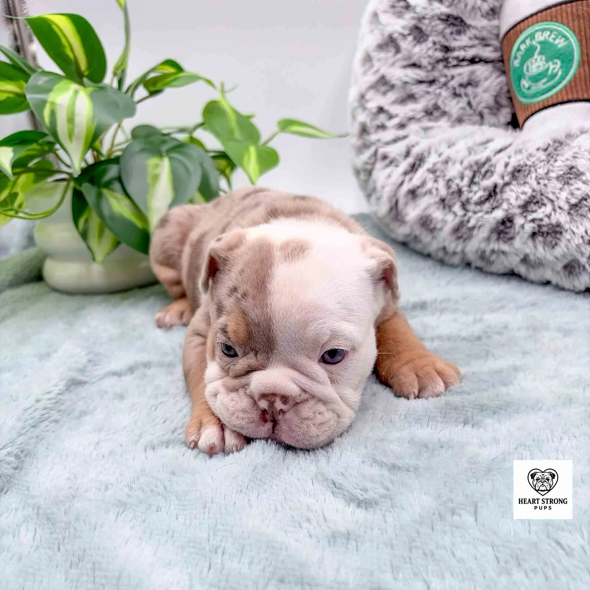 brown and white puppy laying on a green blanket