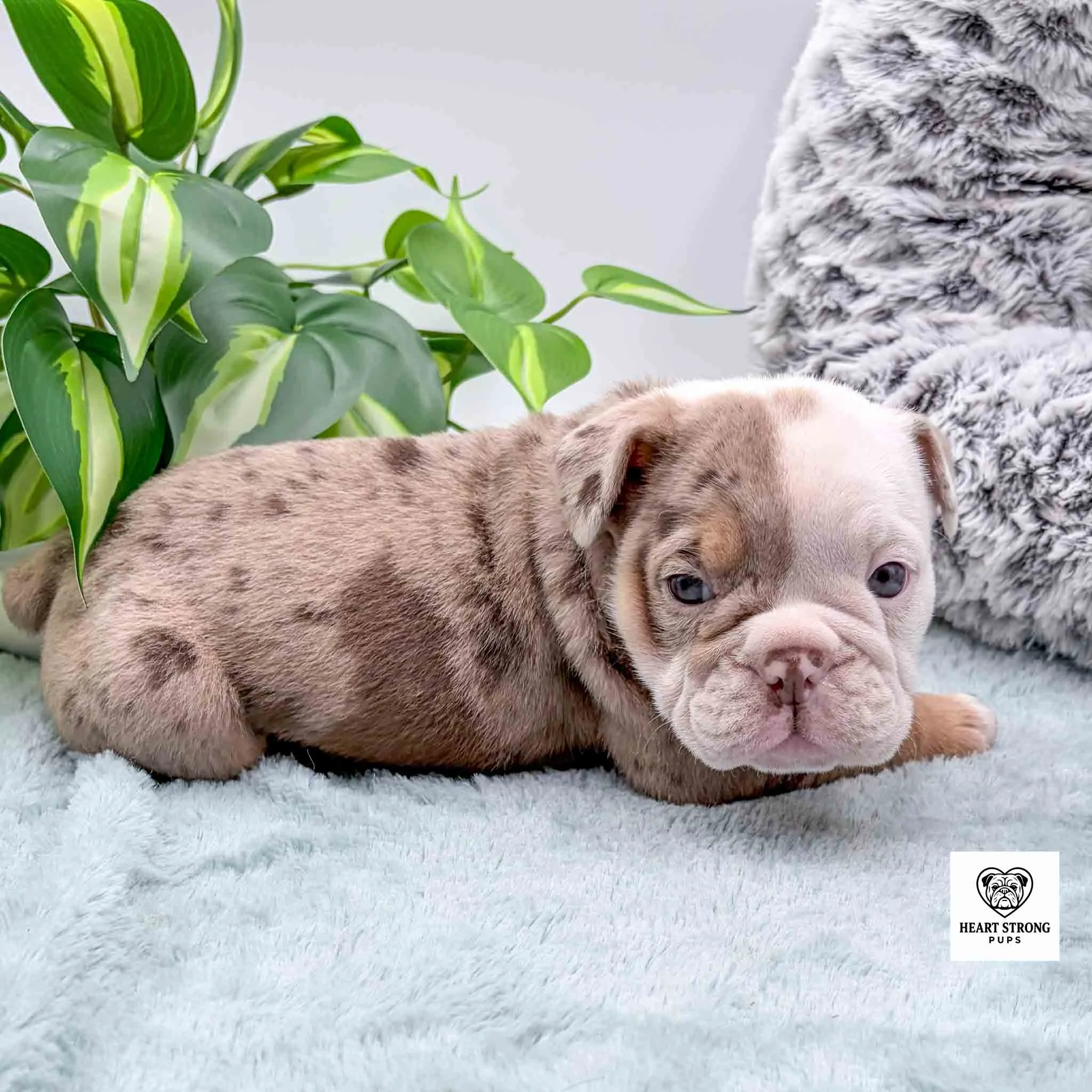 brown and white puppy with tan spots above the left eye