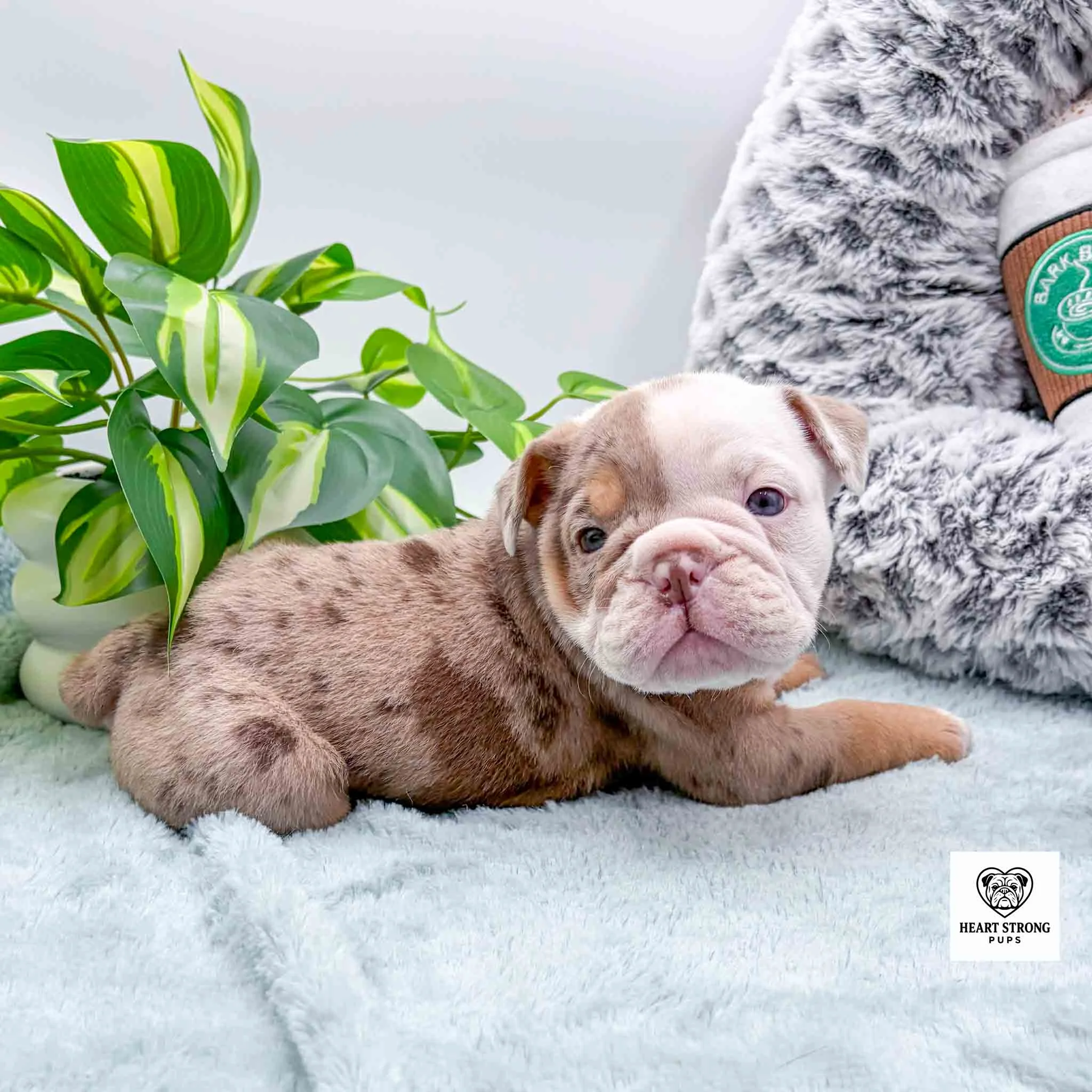 white and tan pup snuggled up to a plant, has dark brown spots on side