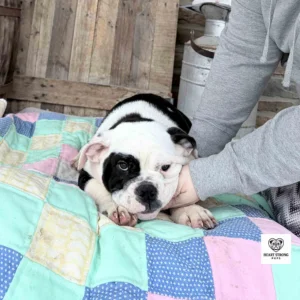 Black and white mini Bulldog puppy