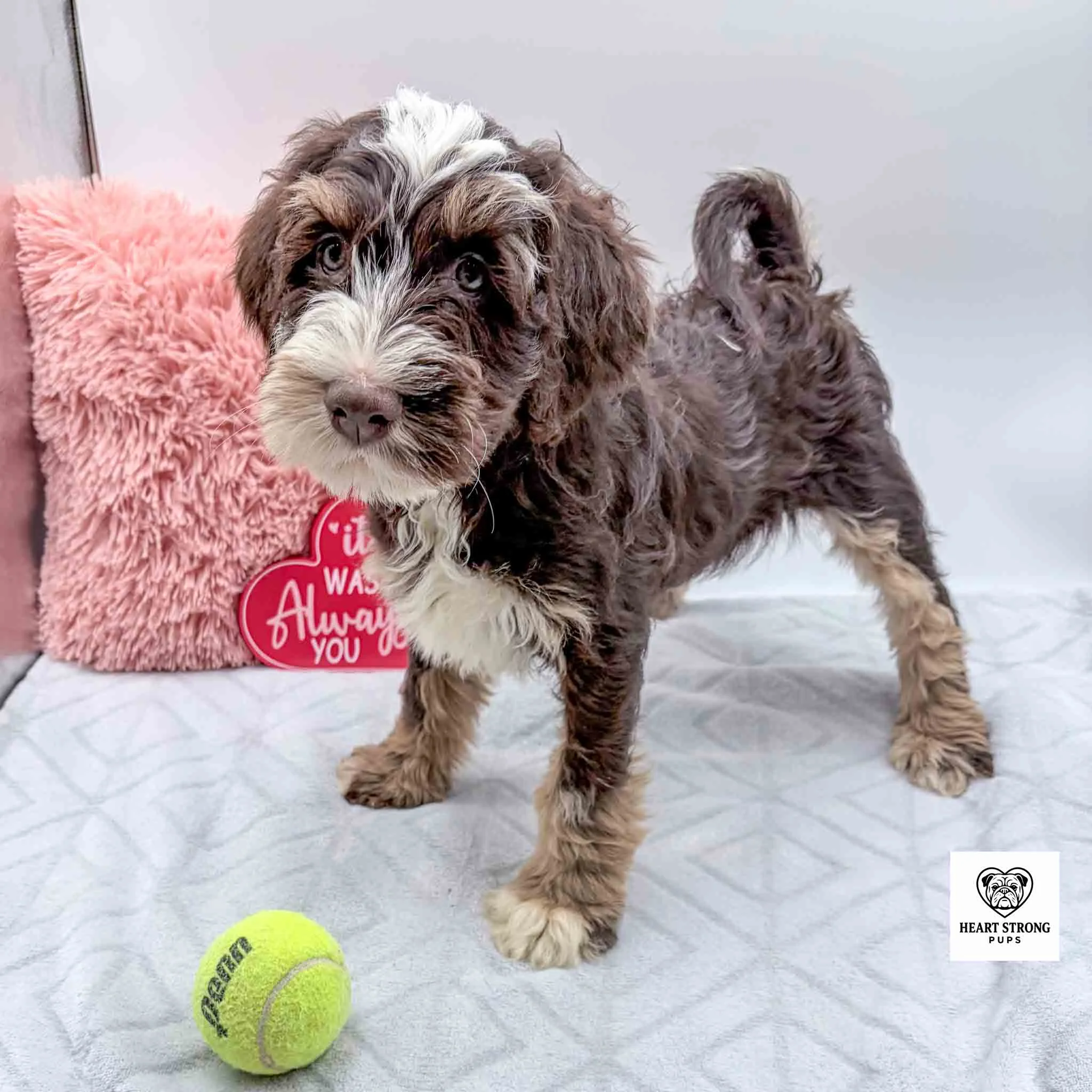 chocolate tri mini bernedoodle with yellow ball and red heart