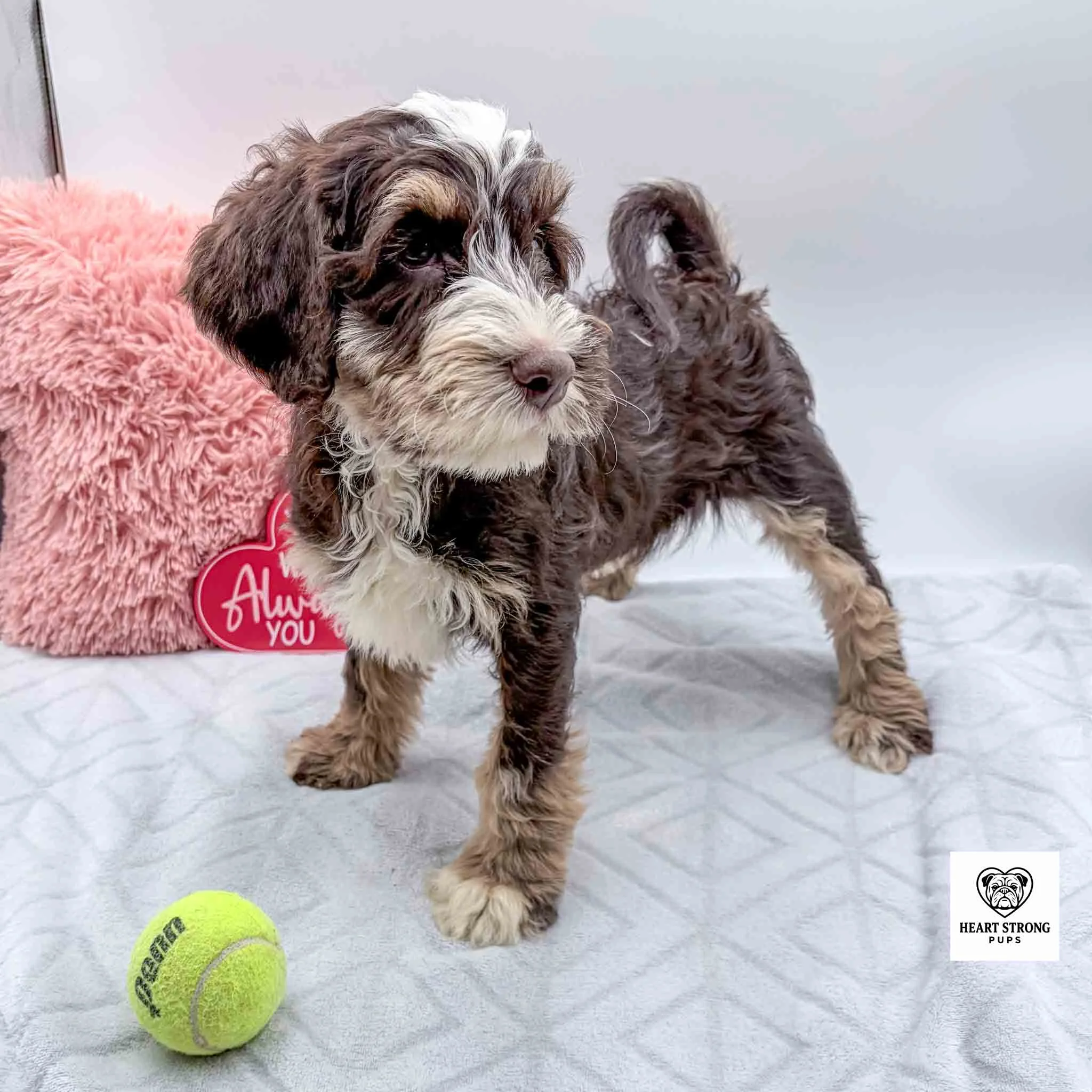 chocolate tri mini bernedoodle with ball in front of him