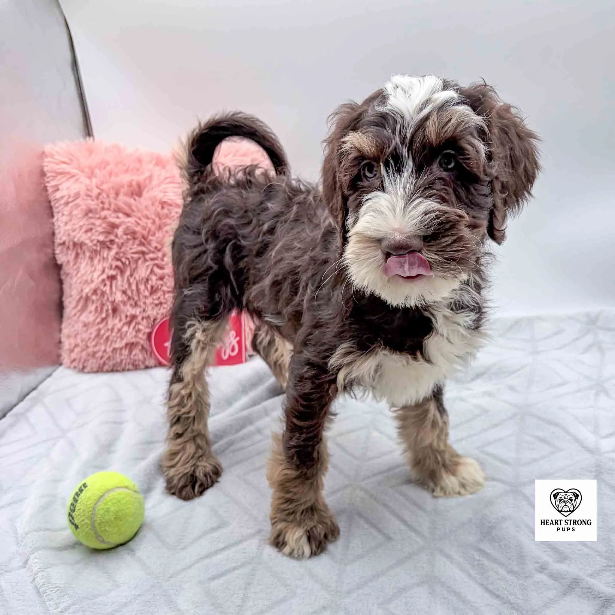 chocolate tri F1B mini Bernedoodle standing with yellow ball near its side