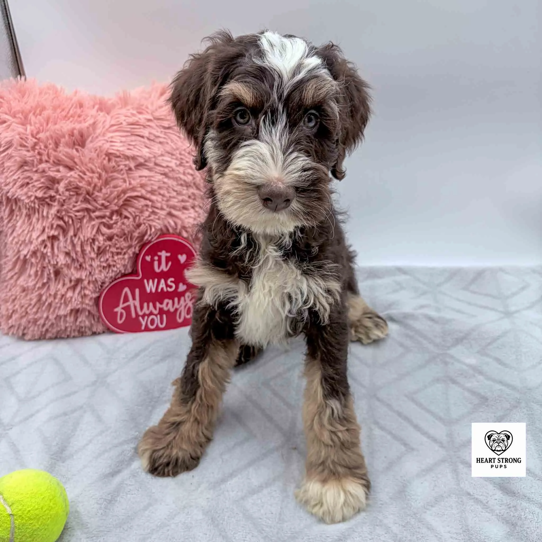chocolate tri mini Bernedoodle with yellow ball