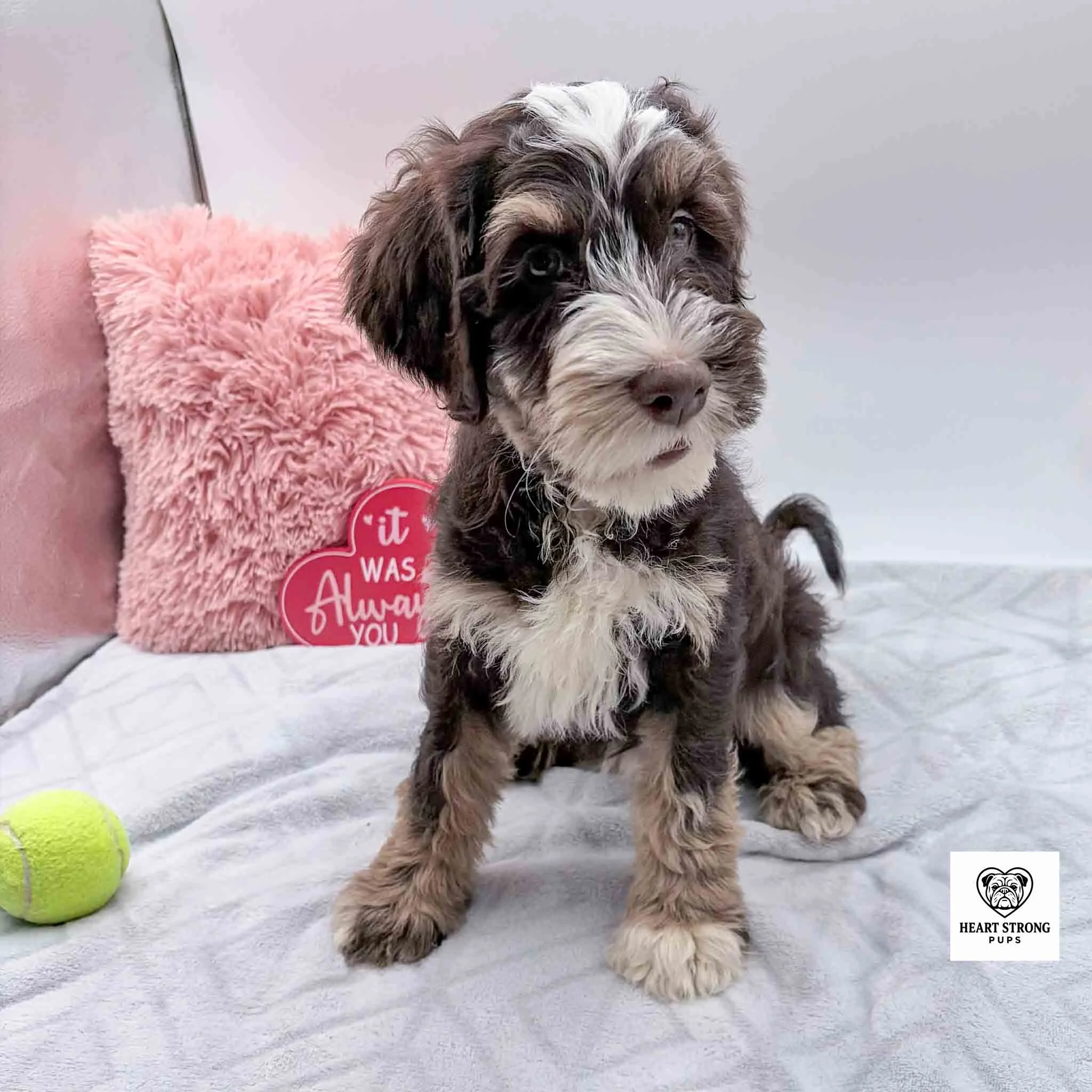 Chocolate tri mini Bernedoodle with wavy hair and yellow ball by its side