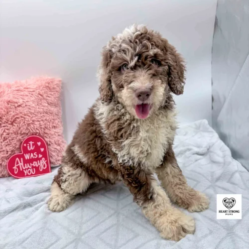 chocolate tri mini bernedoodle with red tongue