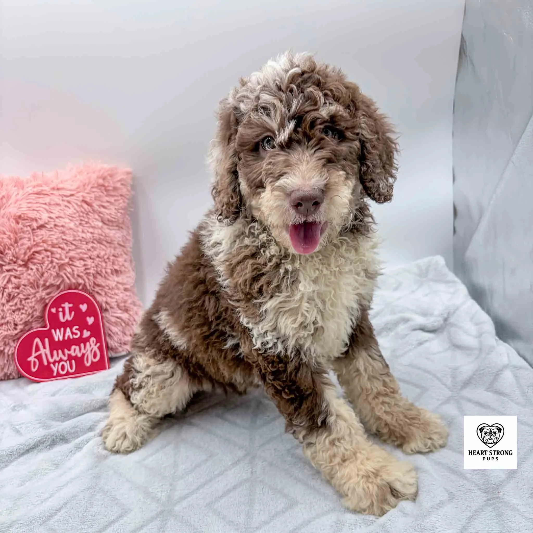 chocolate tri mini bernedoodle with red tongue