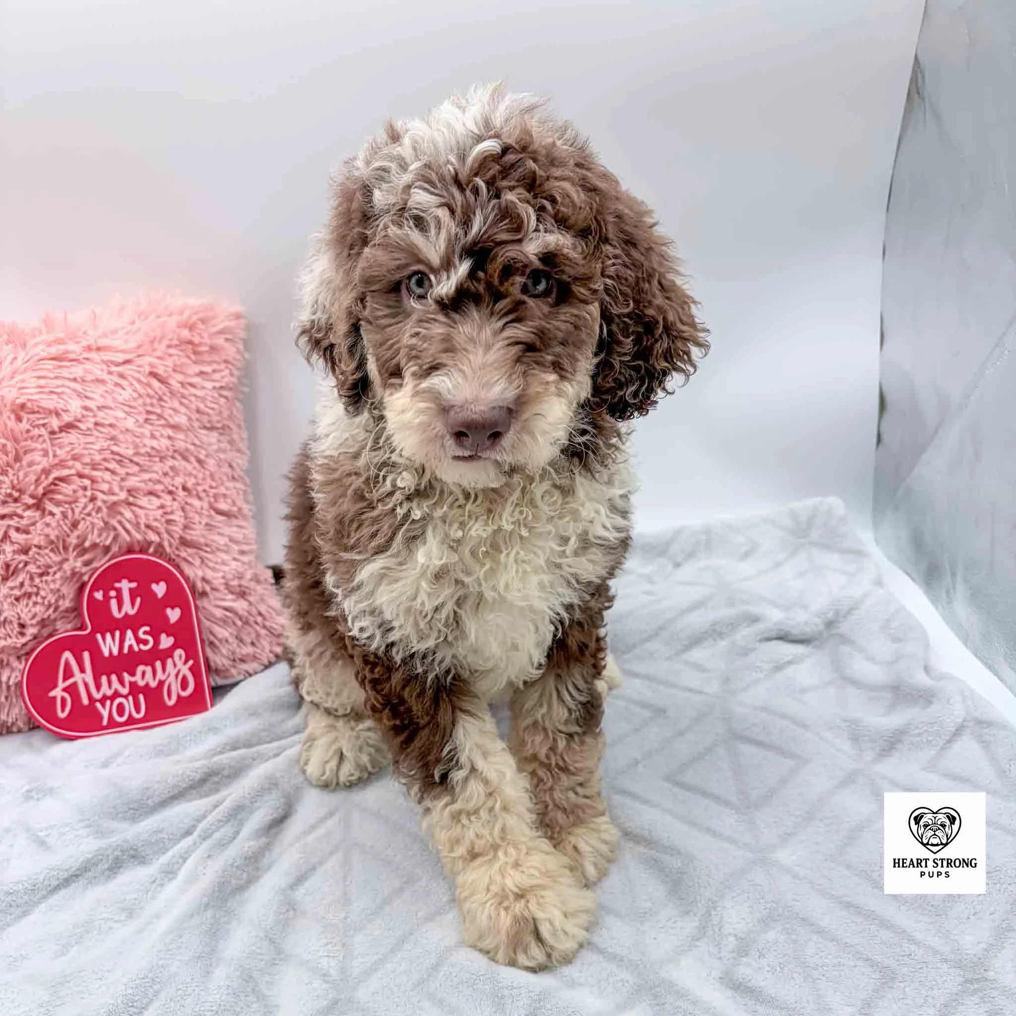 chocolate tri mini bernedoodle sitting beside red heart