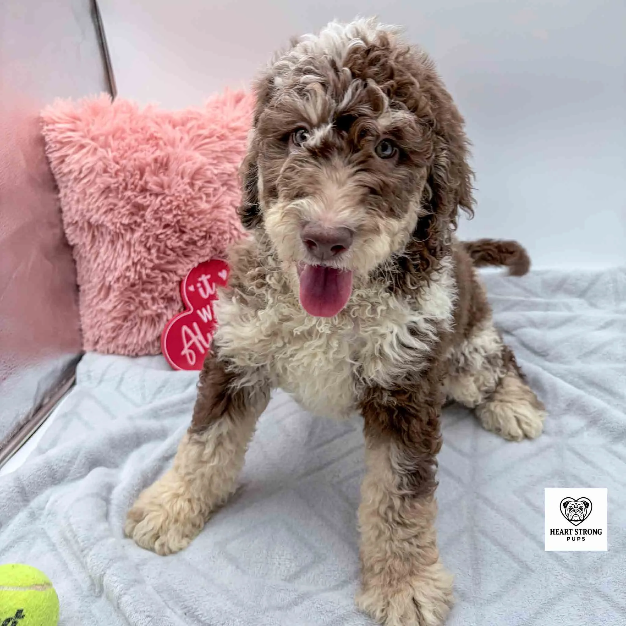 chocolate tri F1b mini Bernedoodle sitting in front of pink pillow with yellow ball